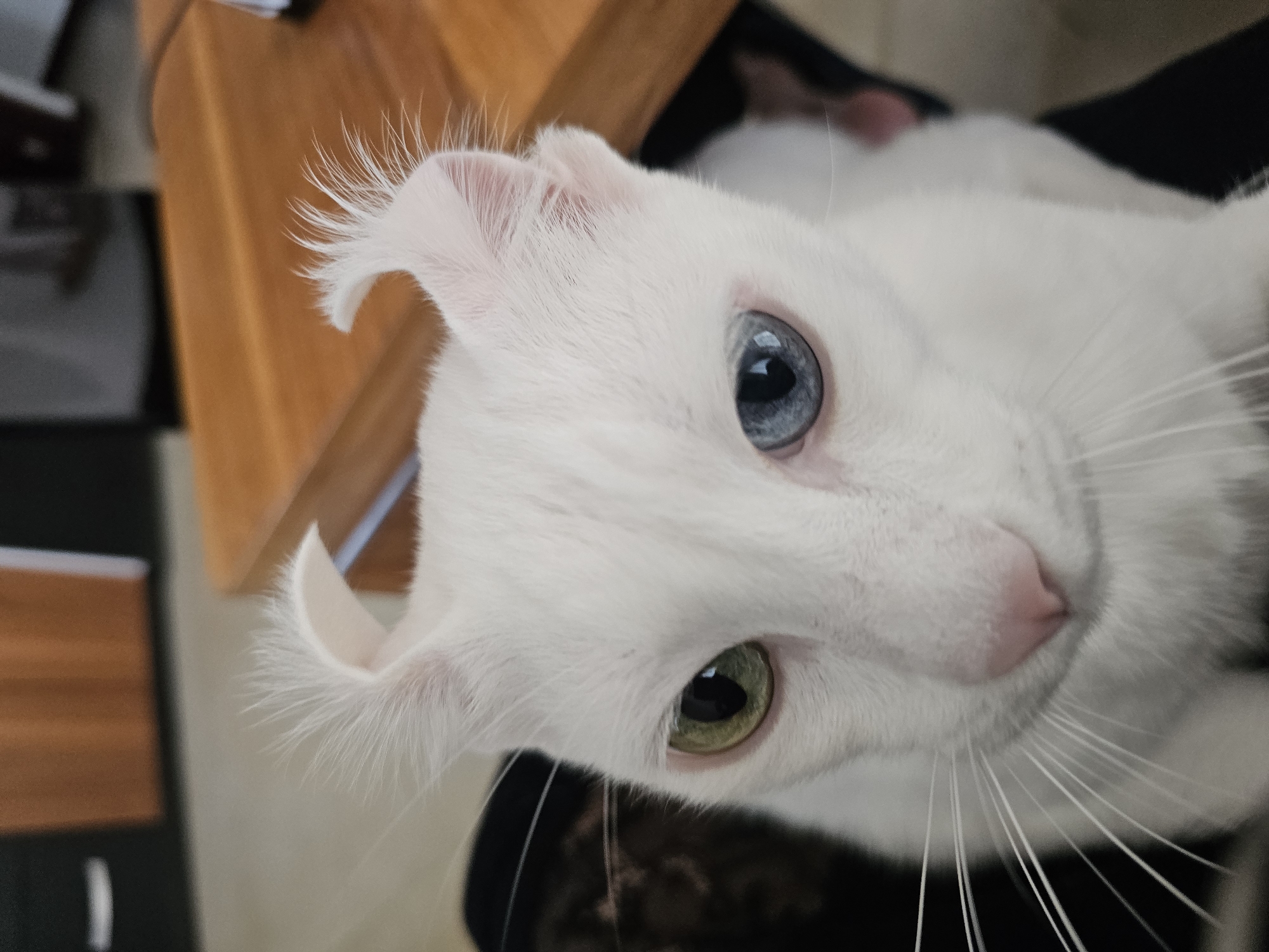 A white cat with heterochromia is the subject of this close-up, indoor photograph. The cat has one green eye and one blue eye. Its ears are uniquely curled backwards, with tufts of white fur at the tips. The cat's nose is pink, and its white whiskers fan out from its muzzle. The background of the image is out of focus, showing hints of wooden furniture and a dark surface. The photograph appears to be taken at eye-level with the cat.