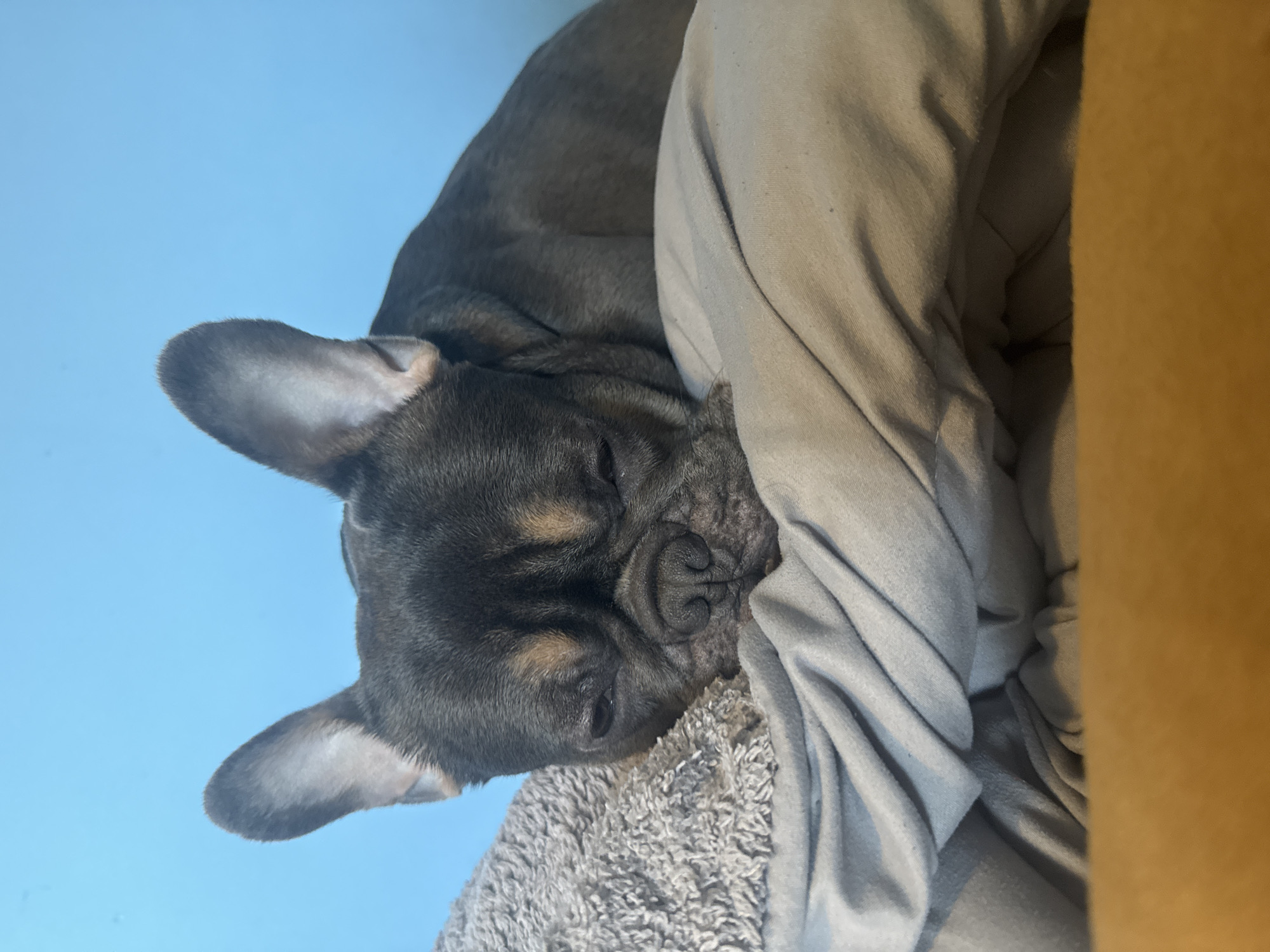 An adult French Bulldog, exhibiting a blue brindle coat with tan markings on its face, is observed sleeping in an indoor setting. Its eyes are closed, and its head rests on light gray, soft, textured bedding, with additional light gray or beige crumpled fabric positioned underneath its body. A portion of an orange or tan surface is visible at the bottom of the frame. The background consists of a plain light blue wall. No other individuals or direct interactions are visible. The specific location within the city of Burgas, Bulgaria, cannot be determined from the visual evidence provided.