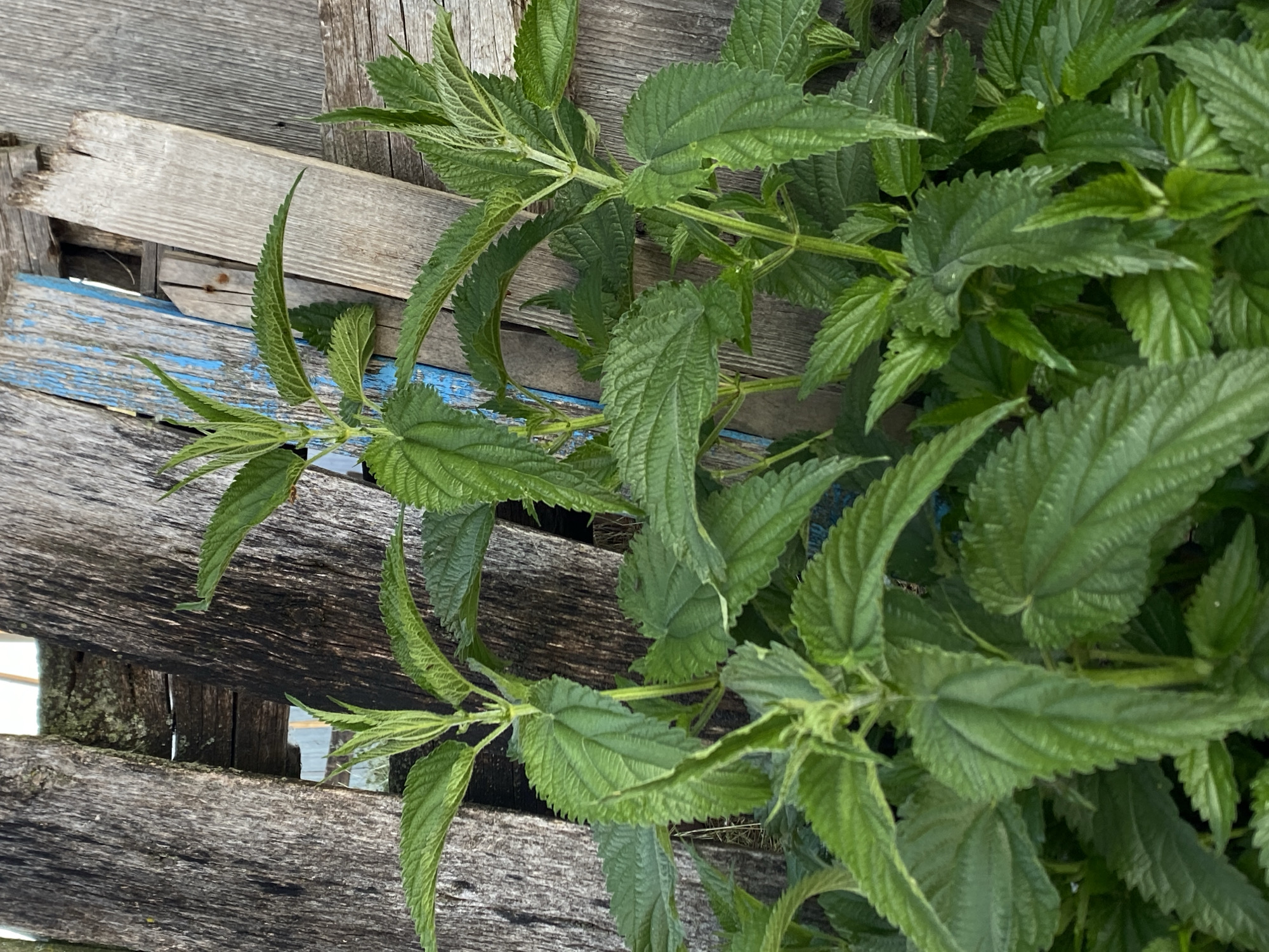 A close-up, vertical shot shows several green nettle plants growing in front of a weathered wooden fence in the city of Chirsha-Tartysh, Russia. The fence is made of rough, grey wooden planks of varying widths and textures, with some showing signs of age and decay. The nettle plants are lush and vibrant, with serrated leaves and delicate new growth at the tips. Sunlight highlights the textures of both the plants and the wood. No people or animals are visible in the frame.