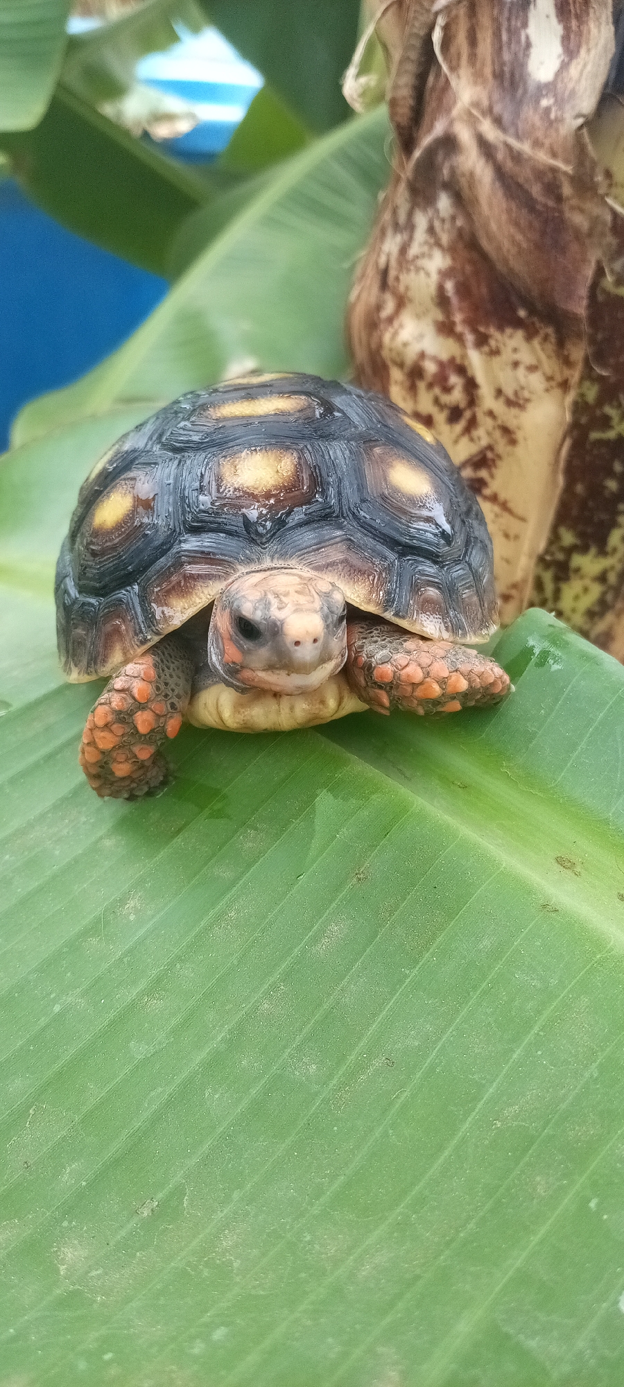 A reddish-footed tortoise is on a large green leaf. The tortoise has a black shell with yellow spots. Its legs are reddish-orange with black spots. The tortoise is facing the viewer. Behind the tortoise is a mottled brown stalk or trunk, likely from a banana plant. Green leaves are visible in the background, with a patch of blue at the top left. The location is Unknown, Unknown.