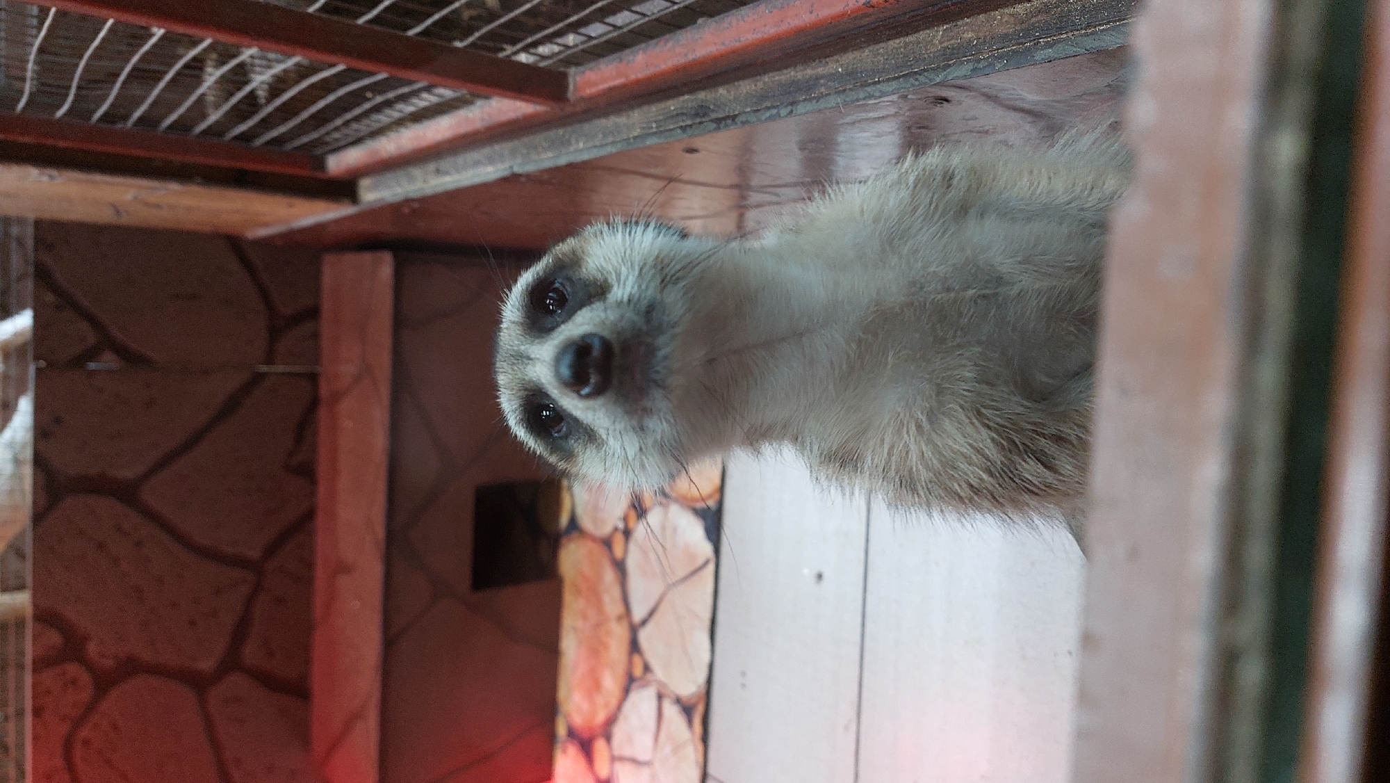 An extreme close-up shot captures a meerkat looking directly upwards, its head angled towards the camera. The meerkat is situated within an enclosure, suggested by the wooden fence on the right and the stone-like patterned background. Its fur is a mixture of light brown and grey. The background shows a tiled floor and a wall with a textured, stone-like pattern. There is a red light source visible on the left side of the image. The overall impression is that the meerkat is in a zoo or a similar facility in Yelizovo, Russia.