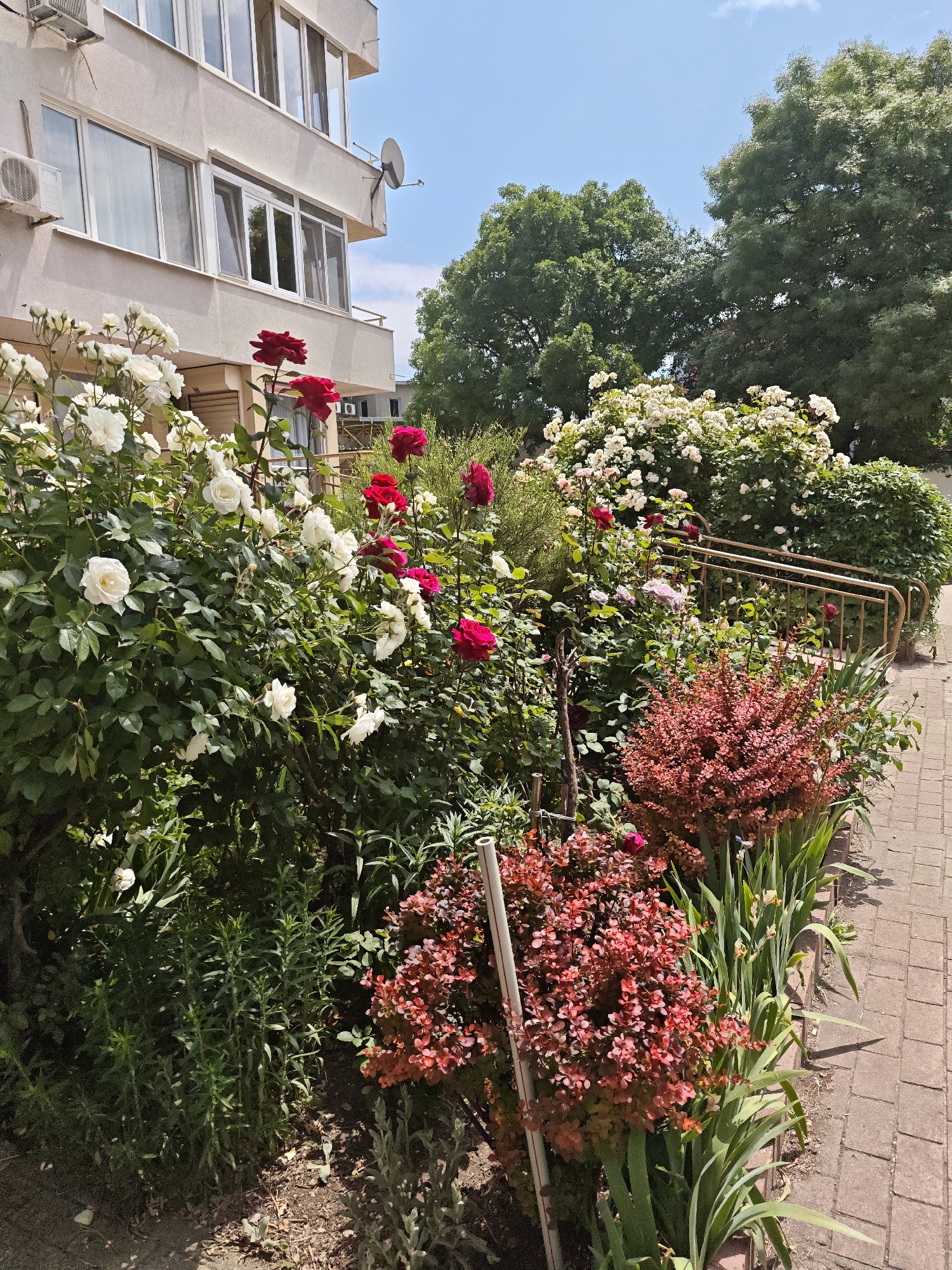 The image shows a flower garden in front of a building. The flowers are mostly roses in white and red colors. There are also bushes with reddish leaves. A metal handrail is visible in the background, partially obscured by the flowers. The building is light-colored, with windows and air conditioning units. In the background, there are trees with green foliage, and a blue sky. The garden is located alongside a brick sidewalk. Based on the architecture and general environment, this scene could potentially be located in a residential area of Sofia, Bulgaria.