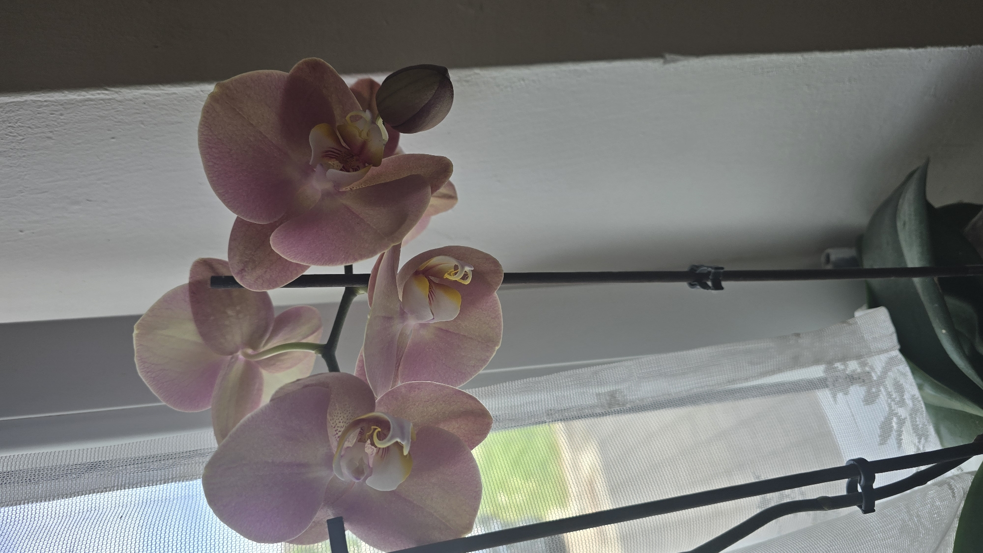 A close-up shot depicts several light pink orchid flowers and a bud in front of a window with a thin white curtain. The window has a black metal rod in front of it. The background consists of a white wall or ceiling. The location is likely a private residence. Without additional context or data, the exact location in Zirndorf, Germany, cannot be determined.
