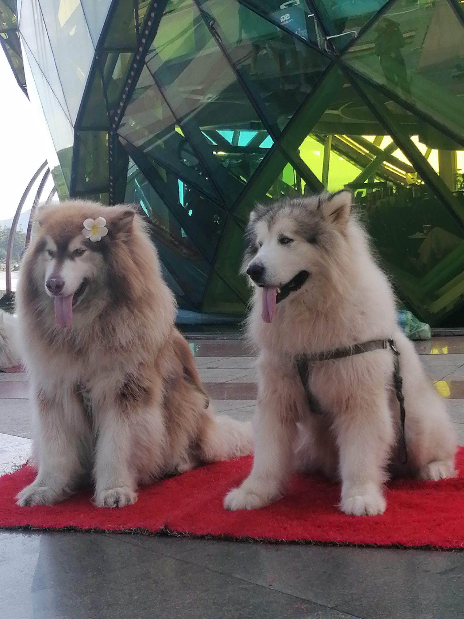 The image depicts two Alaskan Malamutes sitting on a red carpet outdoors, in front of a modern building with green geometric glass panels. A white flower is placed on the head of the dog on the left. The dog on the right is wearing a dark harness. The building appears to be a contemporary architectural structure, possibly a public building or commercial establishment. The background suggests an urban setting, with hints of trees and possibly mountains in the distance. The overall lighting suggests it is daytime. Without further information, the specific location within Da Lat, Vietnam, cannot be determined.
