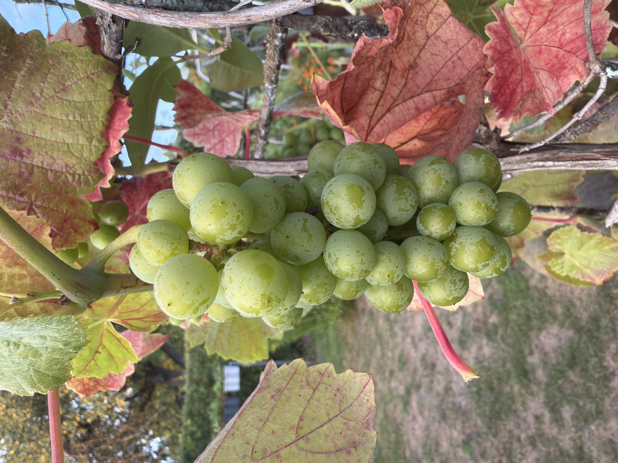 A bunch of green grapes hangs from a vine with green and red leaves. The grapes are round and smooth, with a few blemishes. The vine is attached to a wooden post. In the background, there is a blurry green lawn and some trees. The image appears to be taken in a garden or vineyard. The image does not provide any specific information about the location in Bayreuth, Germany.