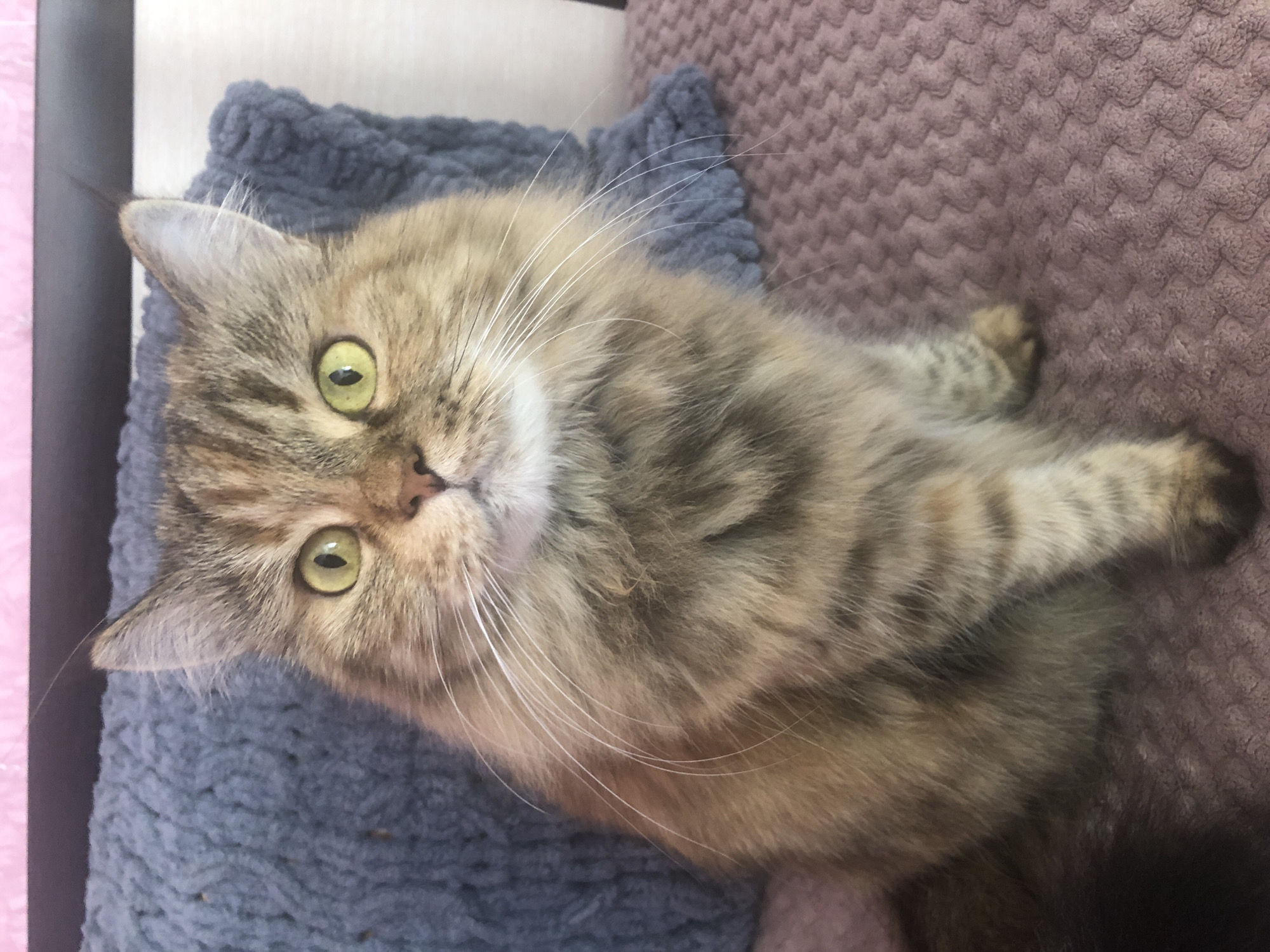A fluffy, long-haired tabby cat with bright green eyes is sitting upright on a textured pink surface, likely a blanket or couch. The cat is looking directly at the camera, its head tilted slightly. Behind the cat, a large, chunky knit blue pillow is visible, which appears to be part of the seating arrangement. The background is out of focus but suggests an indoor setting with a pink surface at the top and a light-colored wall or furniture to the right. The lighting is soft and diffused, highlighting the cat's fur and expressive eyes.