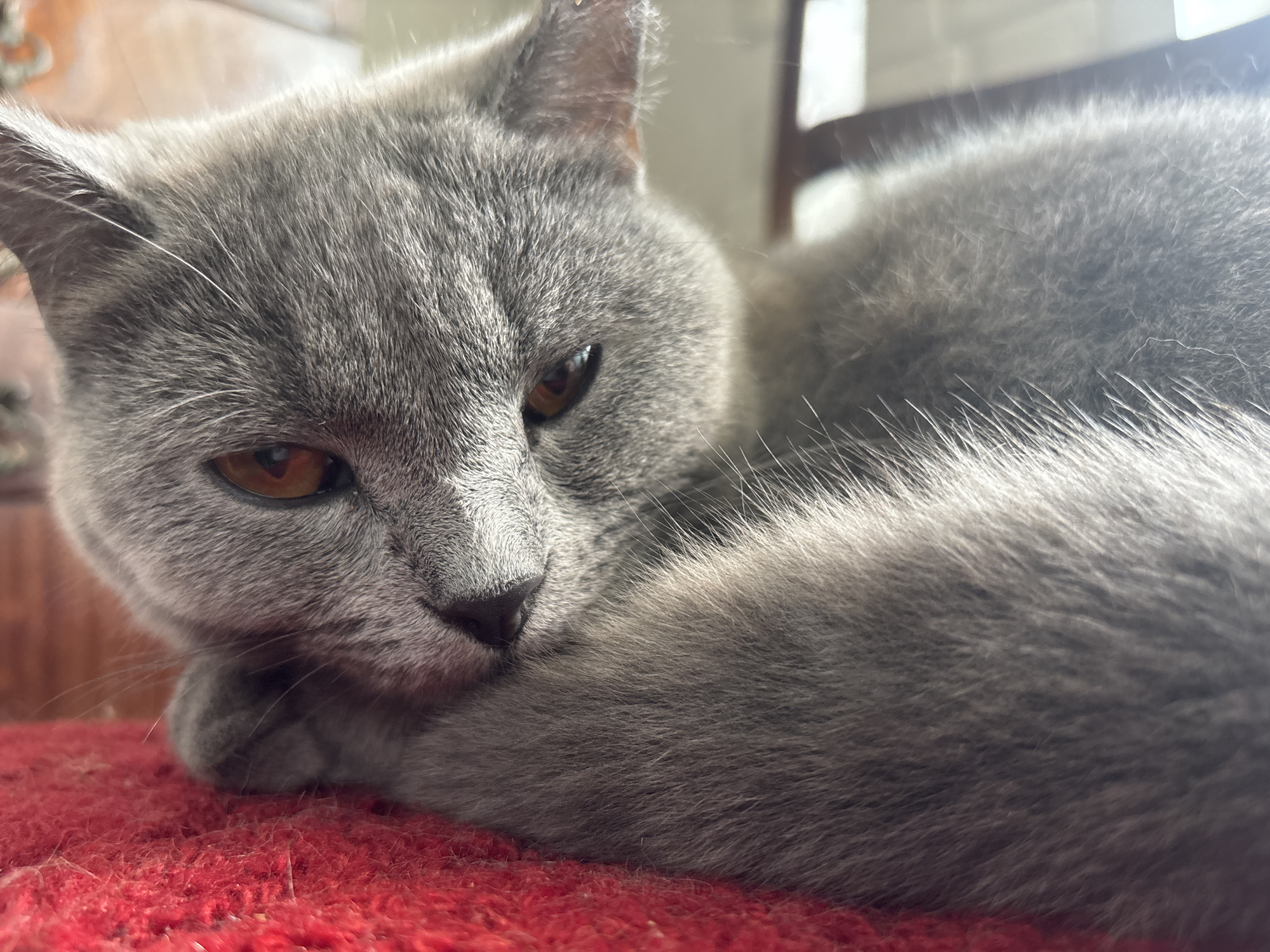 A gray cat is lying on a red cushion or blanket. The cat is curled up with its head resting on its paw. Its eyes are amber-colored. The background is blurry, but suggests a domestic setting with wooden furniture. No information suggests this image was taken in Аряж, Russia.