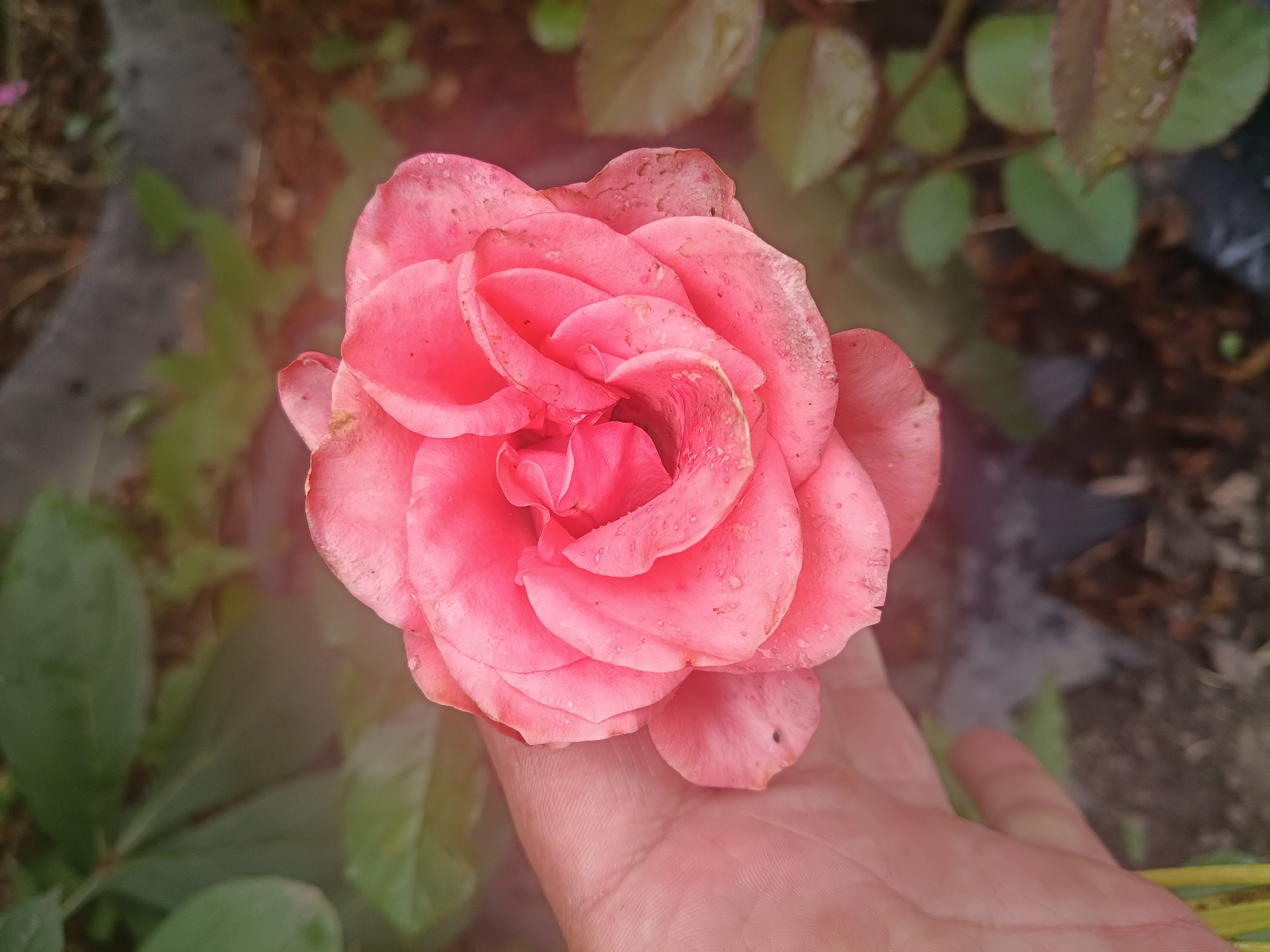 A person's hand, lightly colored with visible lines of the palm, holds a single, open pink rose. The rose has delicate, layered petals, some of which appear slightly wilted or marked, and tiny water droplets are visible on its surface. The background is a blur of green foliage, brown soil, and hints of dark objects, suggesting an outdoor garden setting. No specific landmarks or features indicate a location within the city of Litynia, Ukraine.