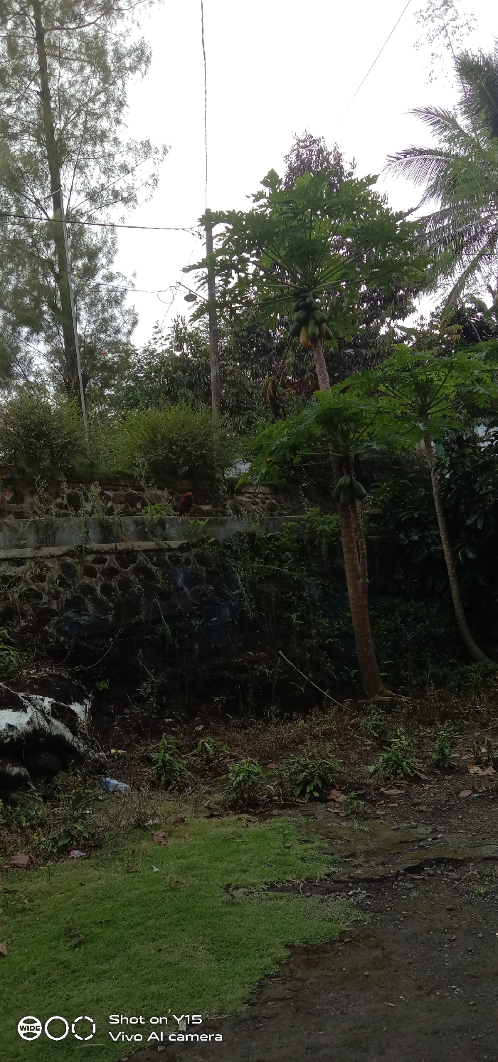The scene depicts an outdoor, vegetated area in Ranugedang, Indonesia, under an overcast sky. The foreground features an irregular patch of vibrant green grass on the left, transitioning to dark, moist, uneven dirt ground on the right. Scattered debris, including a light blue plastic bottle, is visible near the base of a stone retaining wall in the mid-left. This dark stone wall, partially covered by moss and small plants, supports an elevated section of land with dense green bushes. A single red-brown chicken stands on top of the retaining wall, positioned behind the bushes and facing right. In the center-right, a tall papaya tree is laden with numerous green and some yellowing papayas. To its left, a wooden utility pole with overhead lines is present, and another smaller papaya tree with green fruit stands slightly to the right. A tall tree with sparse foliage is visible on the far left, and other dense green trees form the background. Power lines traverse the upper portion of the frame. No human subjects are present.