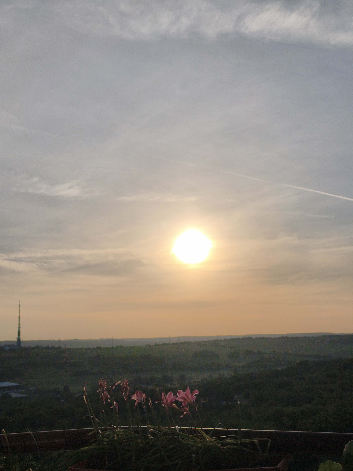 The image depicts a sunset over a landscape in Unknown, Unknown. The sun is positioned in the center of the frame, emitting a bright light that fades into an orange hue closer to the horizon. Above the sun, the sky is a pale grey, with faint streaks of clouds. A contrail from an aircraft is visible near the upper right corner of the image.
Below the horizon, there is a stretch of land covered in dense green vegetation, possibly a forest or a large park. A tall, thin structure resembling a tower is visible on the left side of the horizon line.
In the foreground, a cluster of pink flowers with green leaves is visible. The flowers appear to be in a pot or raised garden bed.