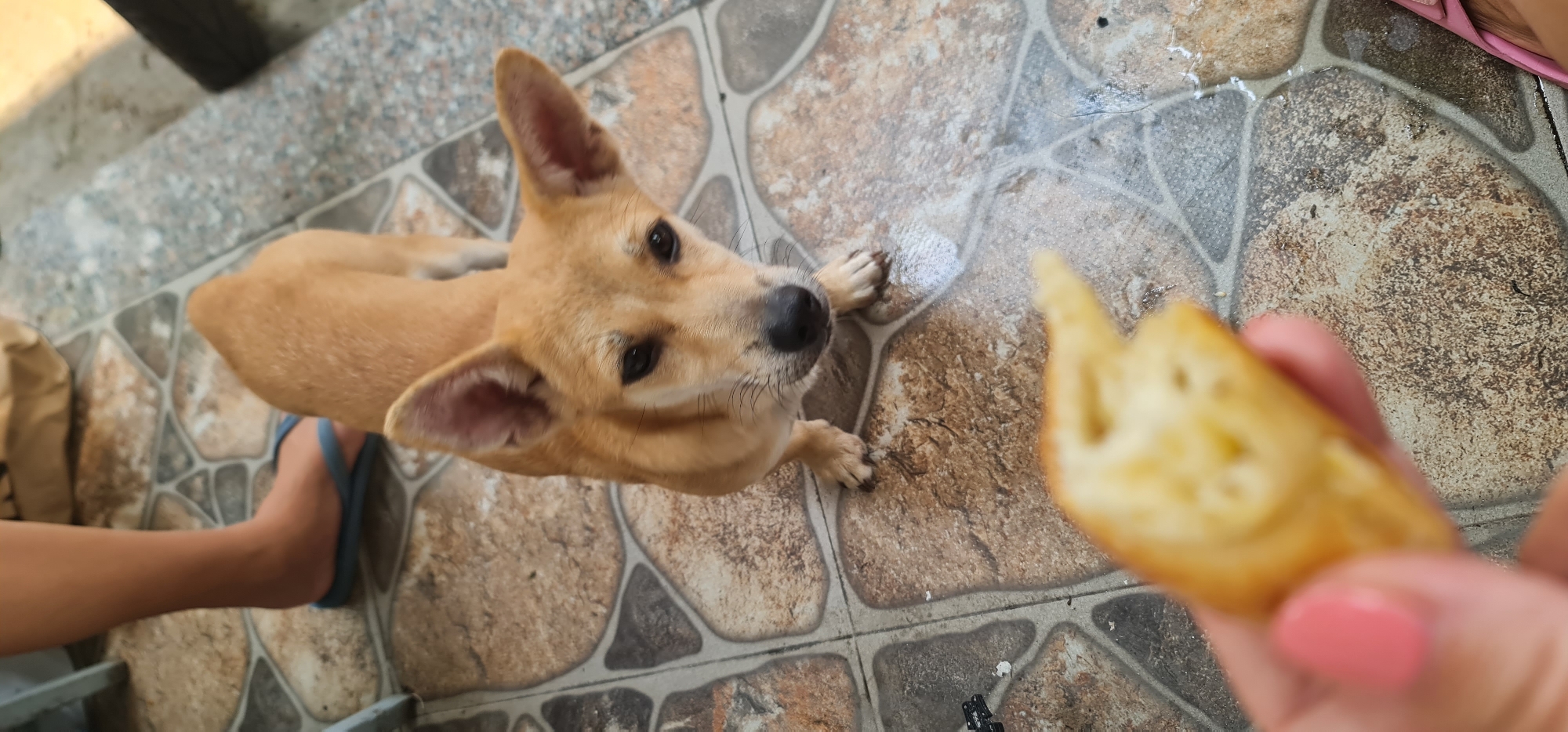 A medium-sized, tan-colored dog with erect ears looks upward at a piece of food being held by a person. The person's hand, with pink nail polish, is visible holding the food. The dog stands on a tiled floor with a gray and brown pattern. A person's foot wearing a blue flip-flop is visible near the dog. The background includes a partial view of a wall and some other objects, with the environment suggesting an outdoor or semi-outdoor area. The specific location in Đà Nẵng, Vietnam, cannot be determined from the given image.