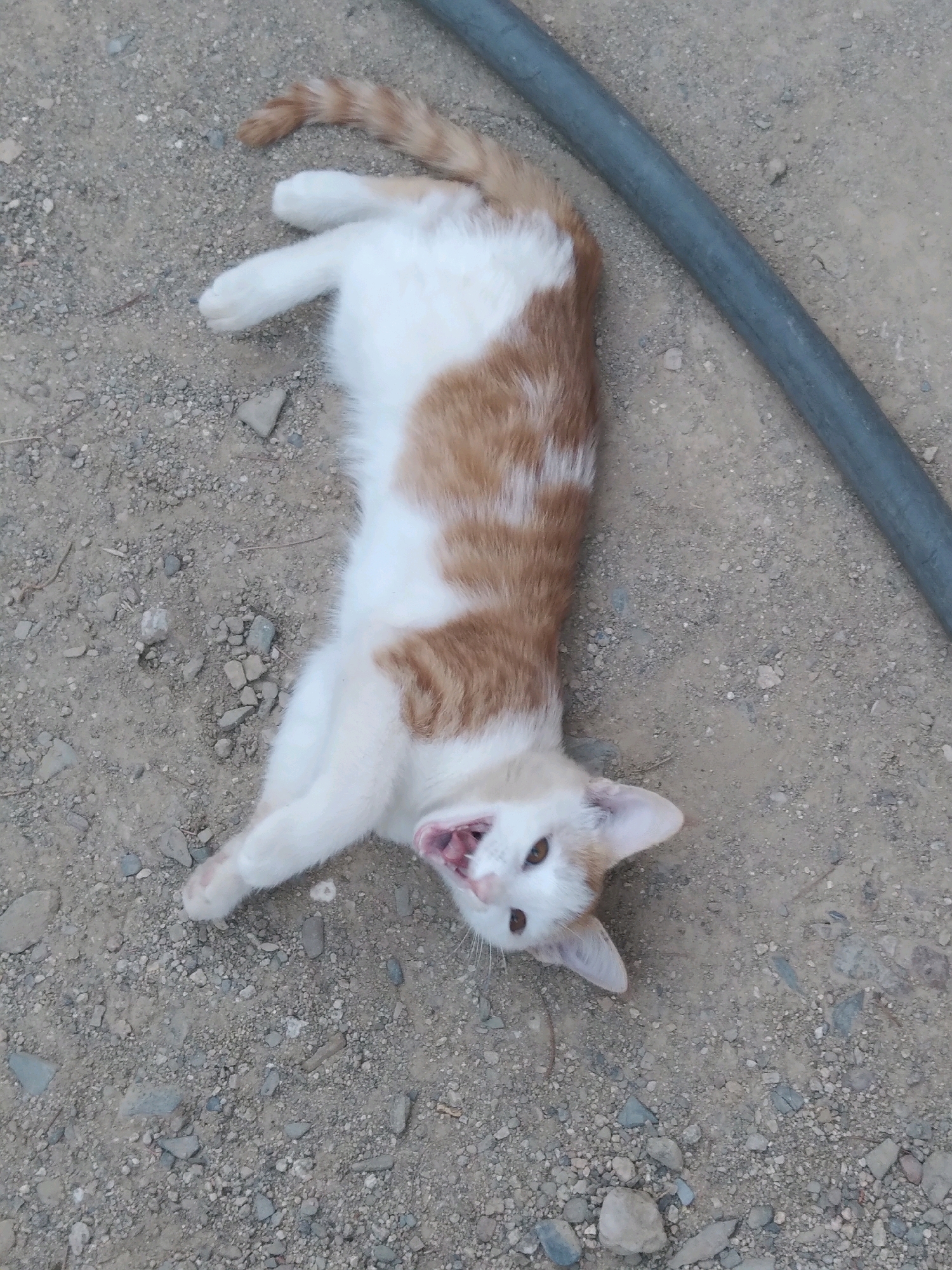 A white and orange tabby kitten is lying on its back on a gravel surface. The kitten's mouth is open, revealing its tongue and teeth. A dark gray, cylindrical object, possibly a pipe or hose, runs diagonally across the upper right portion of the image. The background consists of a dry, dusty ground scattered with small stones and pebbles. There are no visible buildings, people, or other animals in the frame. The setting appears to be an outdoor area, possibly a pathway or yard, in the city of Baki, Uzbekistan.