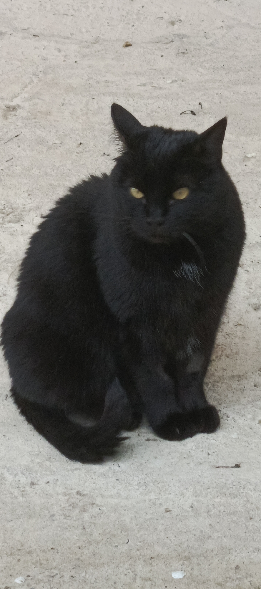 A black cat with yellow eyes is sitting on a light-colored, textured surface that appears to be concrete or gravel. The cat is facing the camera, and its body is curled slightly to its left. Its fur is dark and appears somewhat ruffled. There are a few scattered white hairs on its chest. The background is a continuous expanse of the same light-colored textured surface, with some small dark specks and a few lighter specks scattered throughout. The lighting suggests it is daytime, with soft illumination casting no harsh shadows. The scene appears to be outdoors, possibly in a yard or public space. The overall impression is one of a solitary animal in a neutral environment. The specific location in Мерчалово Снт, Russia is not visually discernible from the image itself.