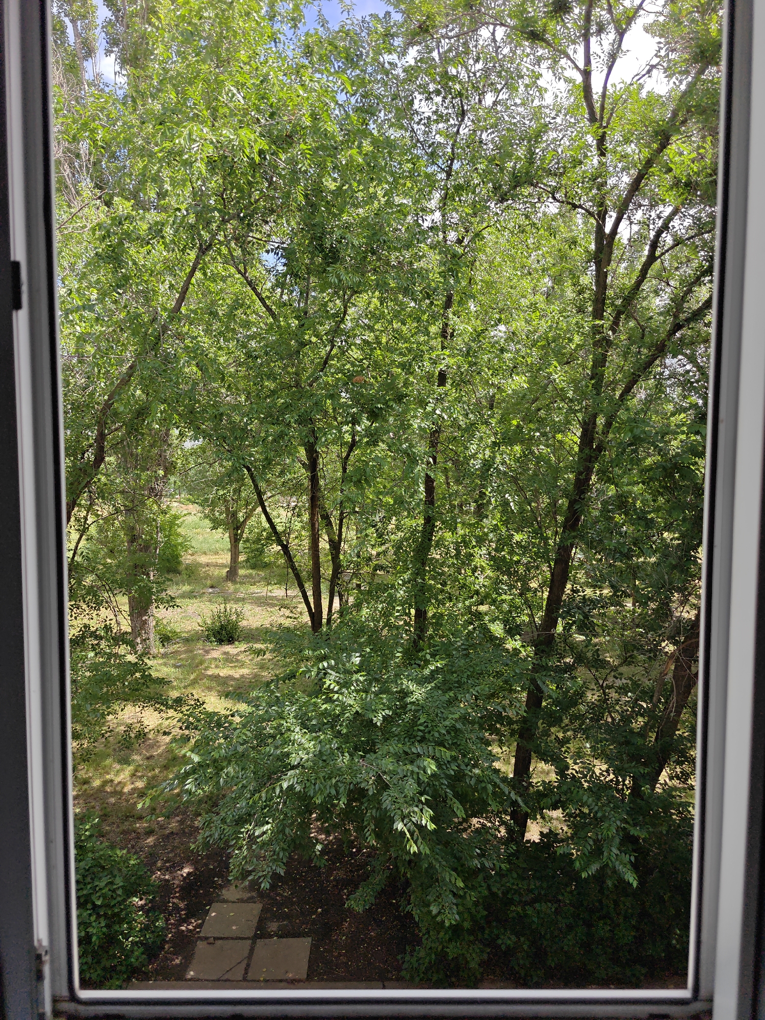 This is a medium shot, taken from a window, looking out onto a lush, green outdoor scene. The dominant subjects are trees, with dense foliage covering most of the frame. The sunlight filters through the leaves, creating dappled shadows on the ground. The scene appears to be a park or a wooded area, with dry grass and a few sparse bushes visible. In the foreground, there are some square paving stones, suggesting a path. The sky is a clear blue, with a few wispy clouds. The time of day appears to be daytime, likely late morning or early afternoon, given the brightness of the sun. The overall impression is one of natural beauty and tranquility. There are no people or animals visible in the frame. The weather appears to be warm and sunny. No text is visible in the image. The location context suggests this scene is in Volgograd, Russia.
