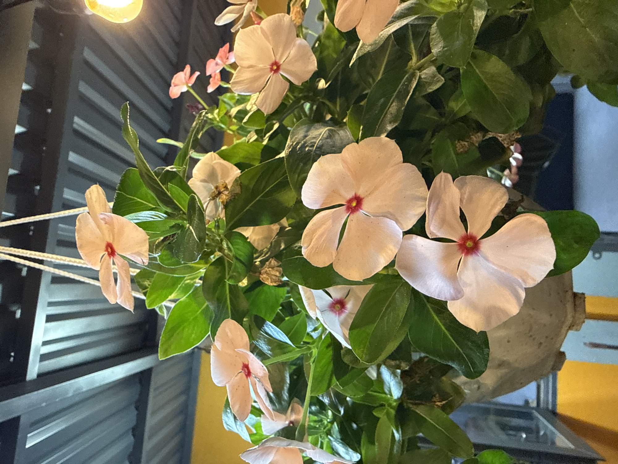 The image shows a hanging plant with white flowers and green leaves. The flowers have a red center. The background includes a grey corrugated metal wall, a lightbulb, and hints of yellow and blue walls. The plant is suspended by white ropes. The scene is brightly lit.