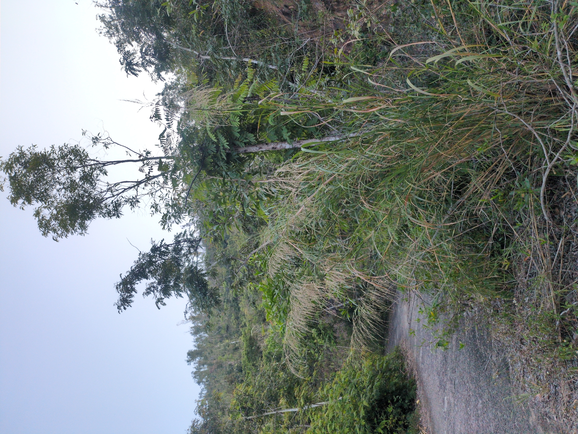 The image depicts a rural scene in South Quy Nhon Ward, Vietnam. A narrow, unpaved road winds through dense, lush vegetation. The foliage consists of trees, shrubs, and tall grasses. The sky is overcast. No people or animals are visible.