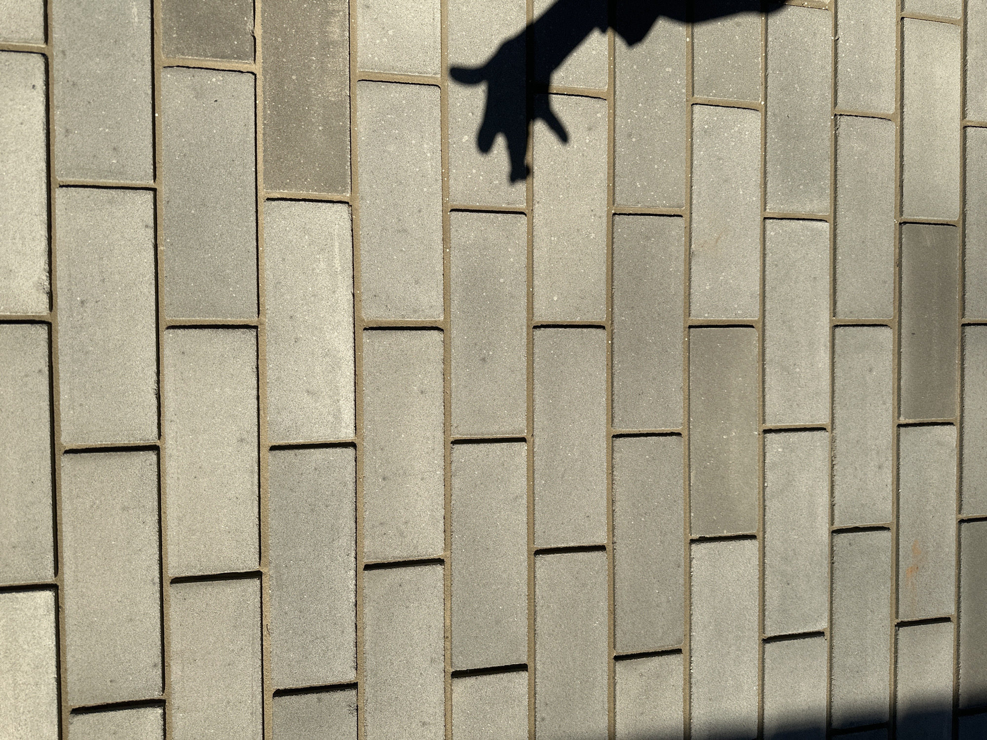 The image captures a close-up, top-down view of an outdoor paved surface, likely a sidewalk or pathway, in Прикамский, Russia. The pavement consists of rectangular concrete pavers, predominantly light to medium gray with subtle variations in tone and texture. These pavers are arranged in a staggered, stretcher bond pattern, creating a repeating vertical design. Darker, sandy material fills the joints between the blocks.
Bright sunlight strongly illuminates the scene, casting distinct shadows across the pavement. The most prominent subject is the sharp shadow of a human hand, positioned in the upper central area of the frame. The fingers of the hand shadow are slightly splayed and curved, as if reaching or gesturing. A partial shadow of an arm or sleeve extends from above the hand. Another larger, darker shadow is visible in the lower right corner, extending along the bottom edge. The presence of strong, well-defined shadows suggests clear, sunny weather, and a time of day when the sun is relatively high, such as midday or early afternoon. There is no visible text in the image.