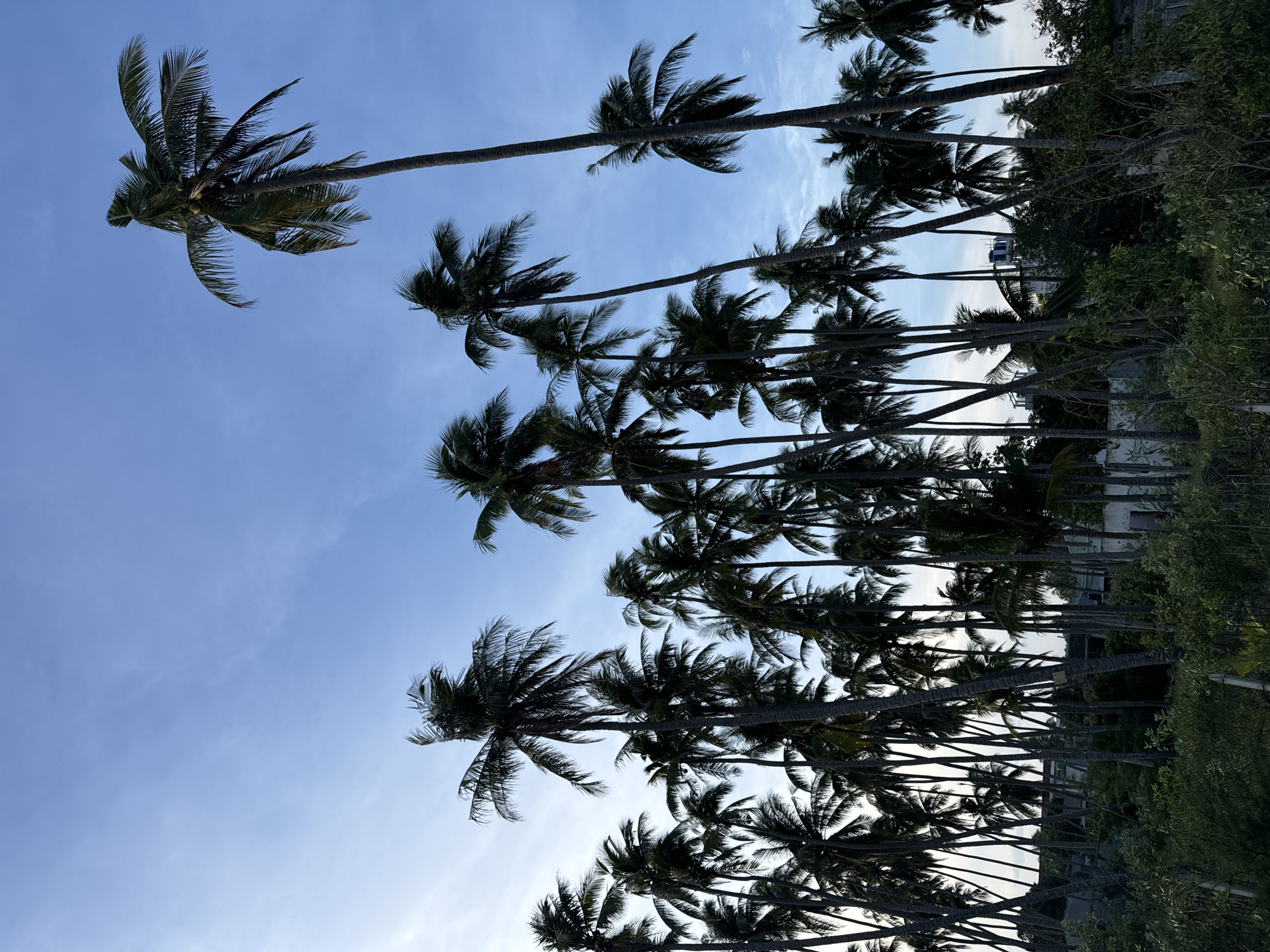 A silhouette of numerous palm trees against a pale blue sky with thin clouds is depicted. The image appears to be taken in Mũi Né, Vietnam, a coastal resort town known for its beaches and sand dunes. The palm trees are tall and slender, with their fronds fanned out at the top. The lighting suggests it is either early morning or late afternoon. In the background, faint structures and vegetation are visible, partially obscured by the dense foliage of the palm trees. The scene conveys a sense of tropical tranquility.