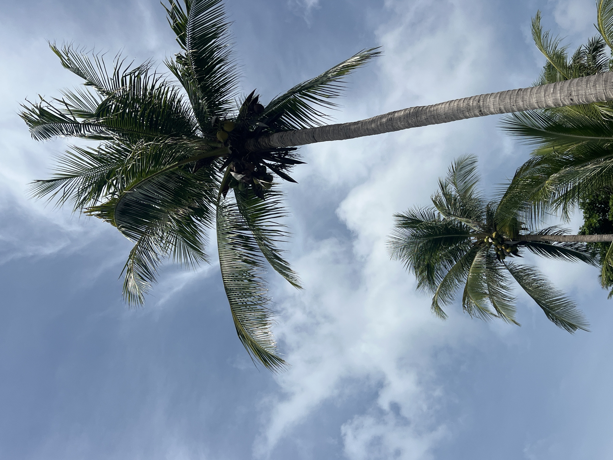 In Baan Chaweng Noi, Thailand, a low-angle shot captures the tops of several coconut palm trees against a cloudy blue sky. The prominent central palm tree is tall and slender with a textured, grey trunk. Its fronds are lush and green, some of them casting shadows. Clusters of green coconuts are visible among the fronds of this central tree, as well as on a smaller palm to the left. Another palm is partially visible in the lower right corner. Wispy white clouds are scattered across the sky, partially obscuring the blue. The lighting suggests it is daytime.
