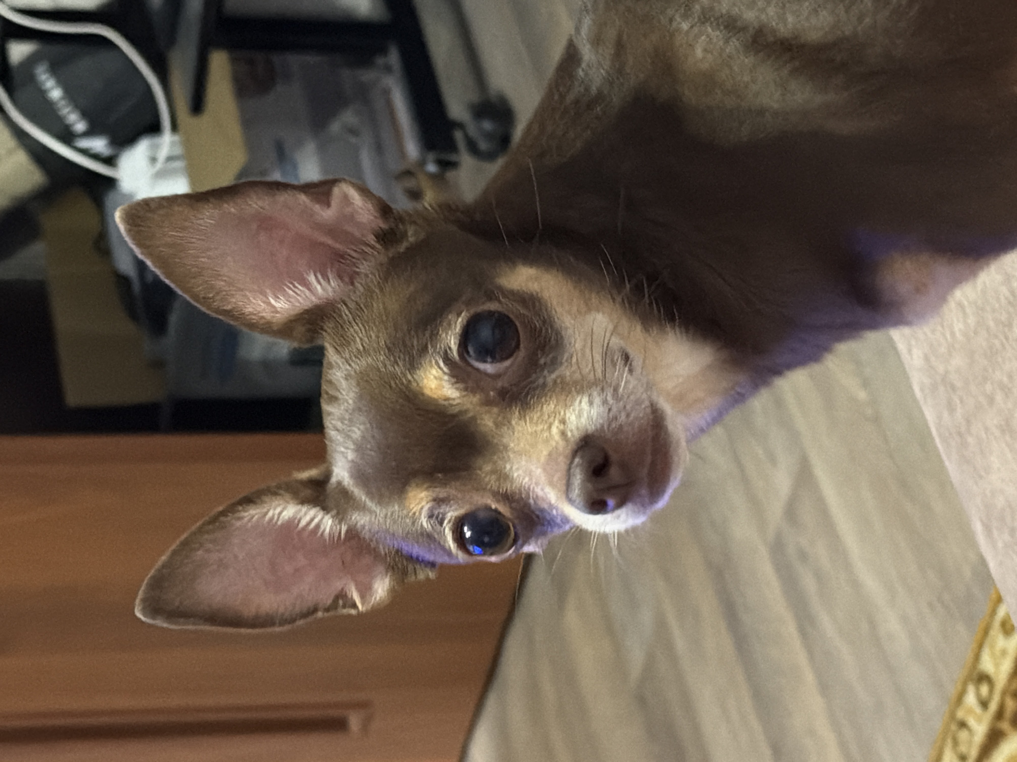 A close-up, head-and-shoulders shot shows a brown chihuahua looking directly at the camera. The dog has large, dark eyes with reflections of blue light, a dark brown nose, and large, erect ears with pink interiors and fine white hairs on the edges. The dog's fur is short and brown, with some lighter tan coloring around its muzzle and under its chin. The background is blurred, with a wooden door on the left, and office furniture and bags in the background on the right. The lighting is somewhat dim, with a blue cast on the dog's fur, possibly from an artificial light source. The scene appears to be indoors.