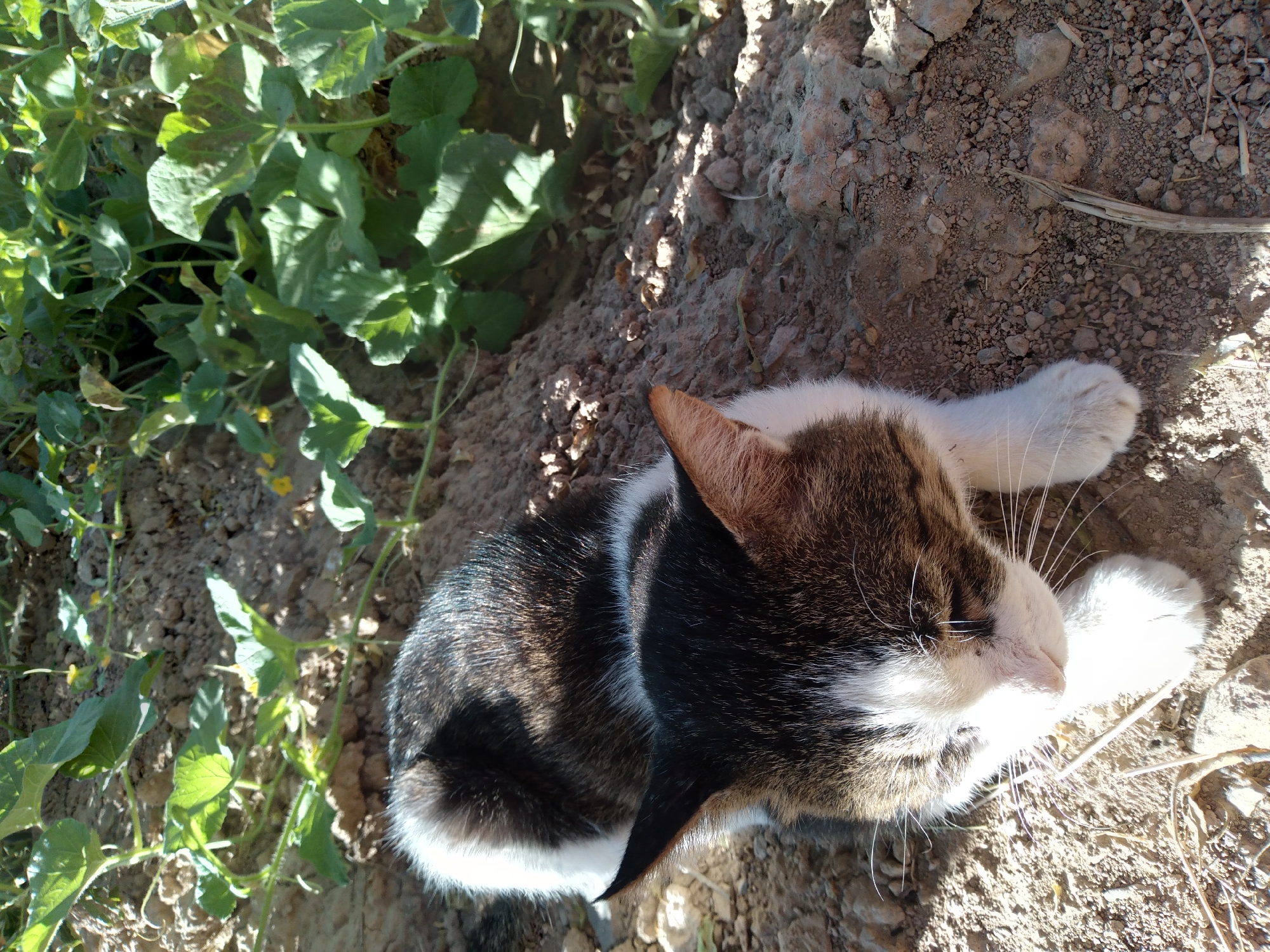 A calico cat with black, white, and brown fur is lying on dry, cracked soil. Green plants with large leaves and small yellow flowers are visible in the background. The scene appears to be outdoors in a dry, arid environment. There are no people present. The cat is facing downwards, with its head partially obscured by shadows. The sunlight is strong, casting distinct shadows on the ground. This image was taken in Baki, Uzbekistan.