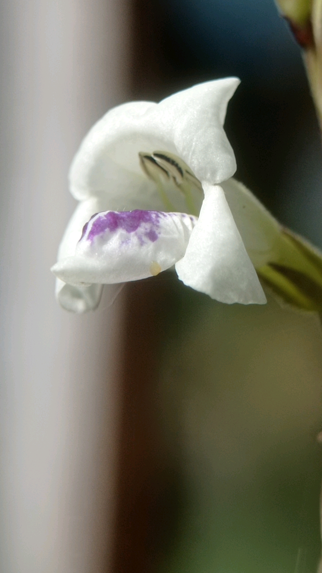 This is a macro photograph of a white flower with purple markings, possibly a species of Asystasia, against a softly blurred background of muted green and brown tones. The flower's petals are delicate and translucent, with one petal showing distinct purple splotches near its base. Inside the flower, dark filaments are visible, suggesting stamens. The lighting is soft, highlighting the textures of the petals. The scene is devoid of any discernible urban or natural landmarks that would place it specifically in Mulyoagung, Indonesia.