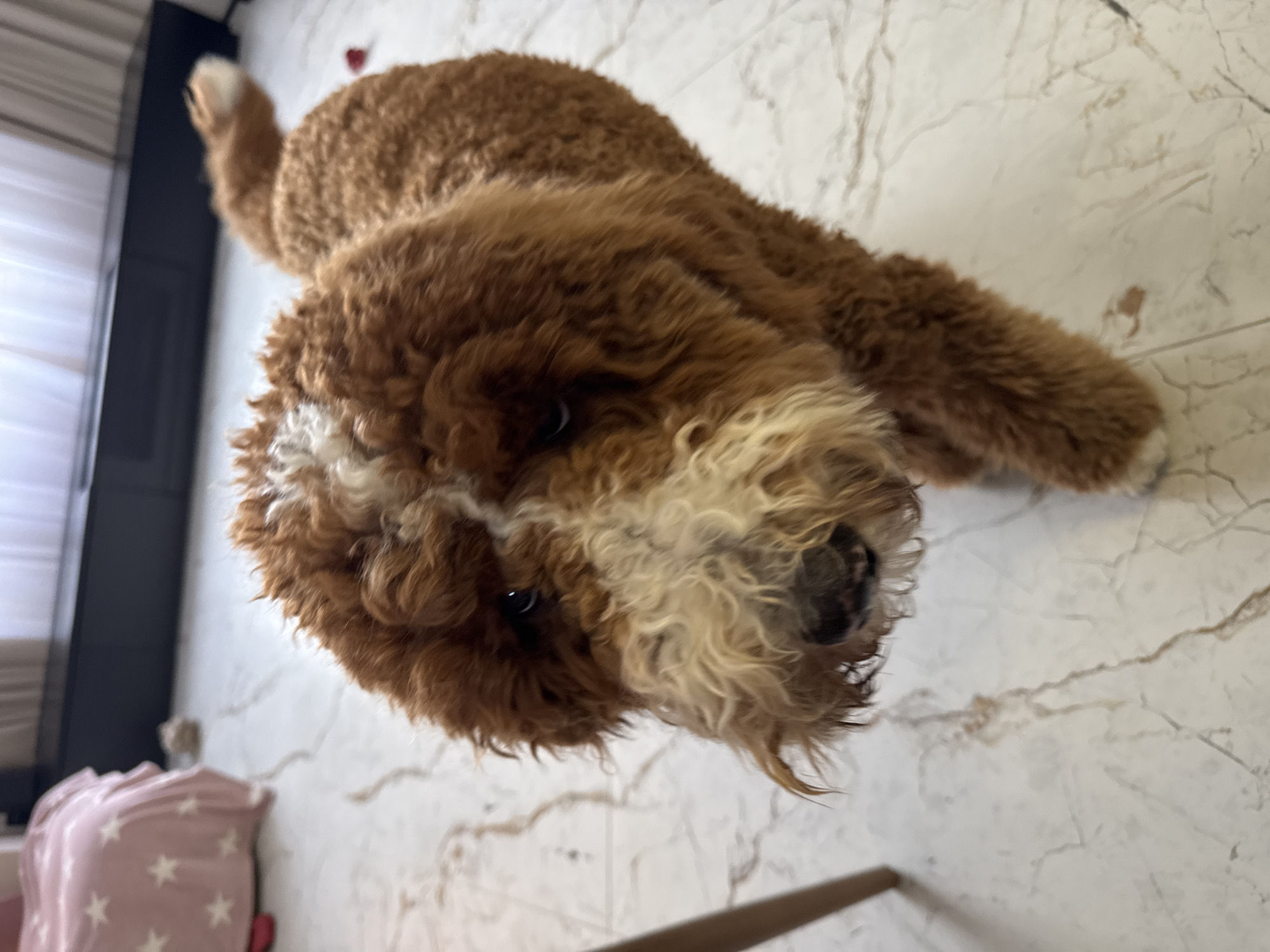 The image displays a domestic canid, consistent with a Goldendoodle or similar Poodle mix, standing on a tiled floor in an indoor environment. The animal features dense, curly fur, predominantly auburn or reddish-brown, with prominent white fur markings on its forehead, muzzle, and chin area. The fur around its muzzle appears disheveled. Dark eyes are directed towards the viewer. A small white patch of fur is visible on one of its front paws. Its tail, partially visible in the upper-right, is tipped with white.
The floor is constructed of light-colored, possibly marble or ceramic, tiles with irregular dark veining patterns. In the left background, a furniture item, likely a bed or sofa, is covered with a pink blanket featuring white star patterns. Near this furniture, a small, light-colored object and a partially visible red object are on the floor. The mid-background reveals a dark, low-profile furniture piece, possibly a cabinet or console, positioned against a wall. Beyond this, a window or opening is covered by light-colored, translucent curtains, diffusing ambient light into the space. A small, red, indistinct object is present on the floor in the right background. A slender, light-colored vertical element, possibly a furniture leg, is partially visible on the far left of the frame. The location in the city of Kaliningrad, Russia, cannot be determined from the visual information provided.