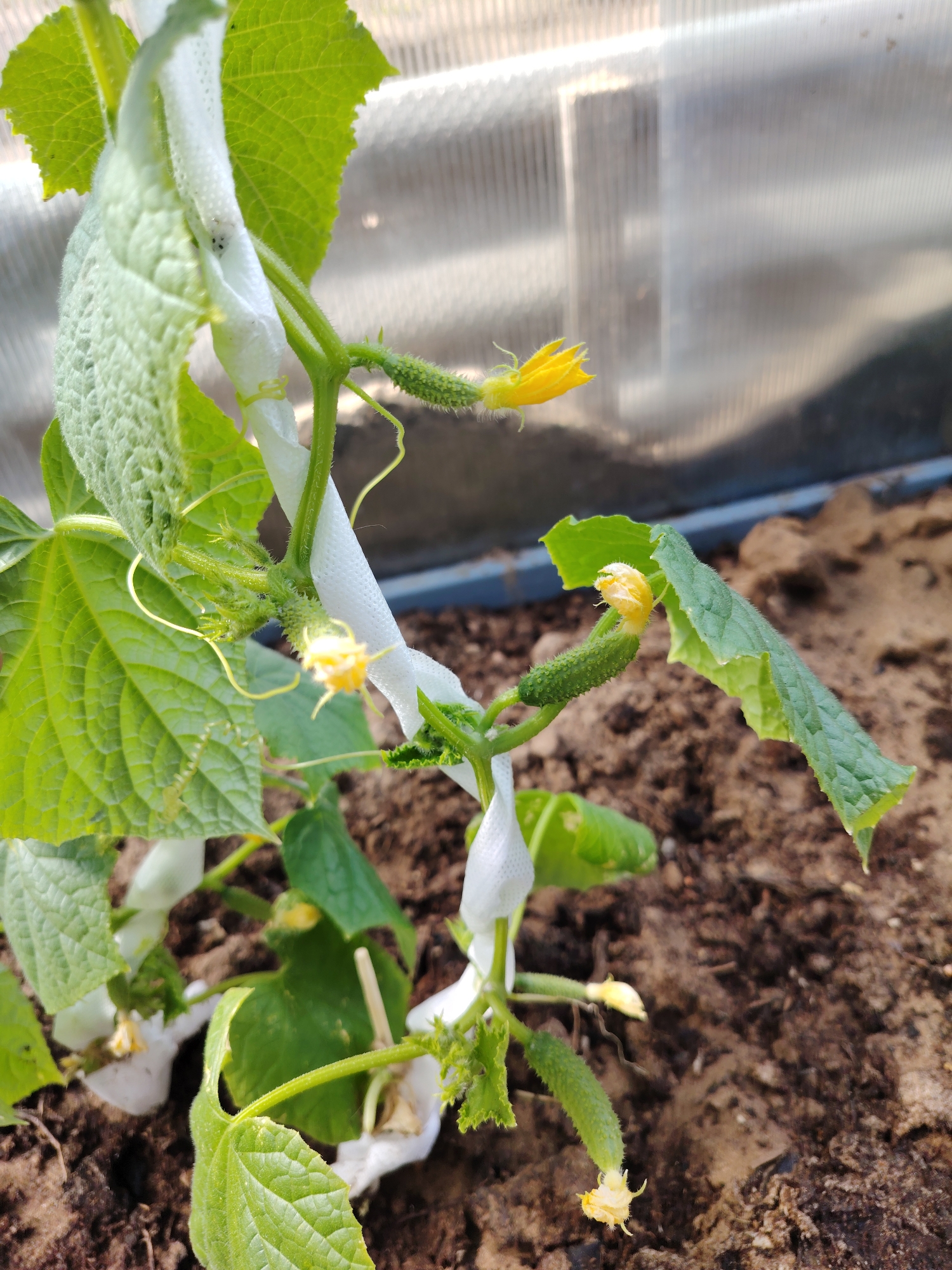 The image shows a young cucumber plant growing in soil, likely inside a greenhouse or similar controlled environment. The plant is supported by a white fabric or tape secured around the stem. Several small cucumbers are visible, each with a yellow flower at the end. The leaves are green and textured. The background includes a translucent or clear panel, suggesting a greenhouse structure, and soil.
There is no verifiable information in the image to confirm its location in Chaikovsky, Russia. Therefore, that request cannot be fulfilled.