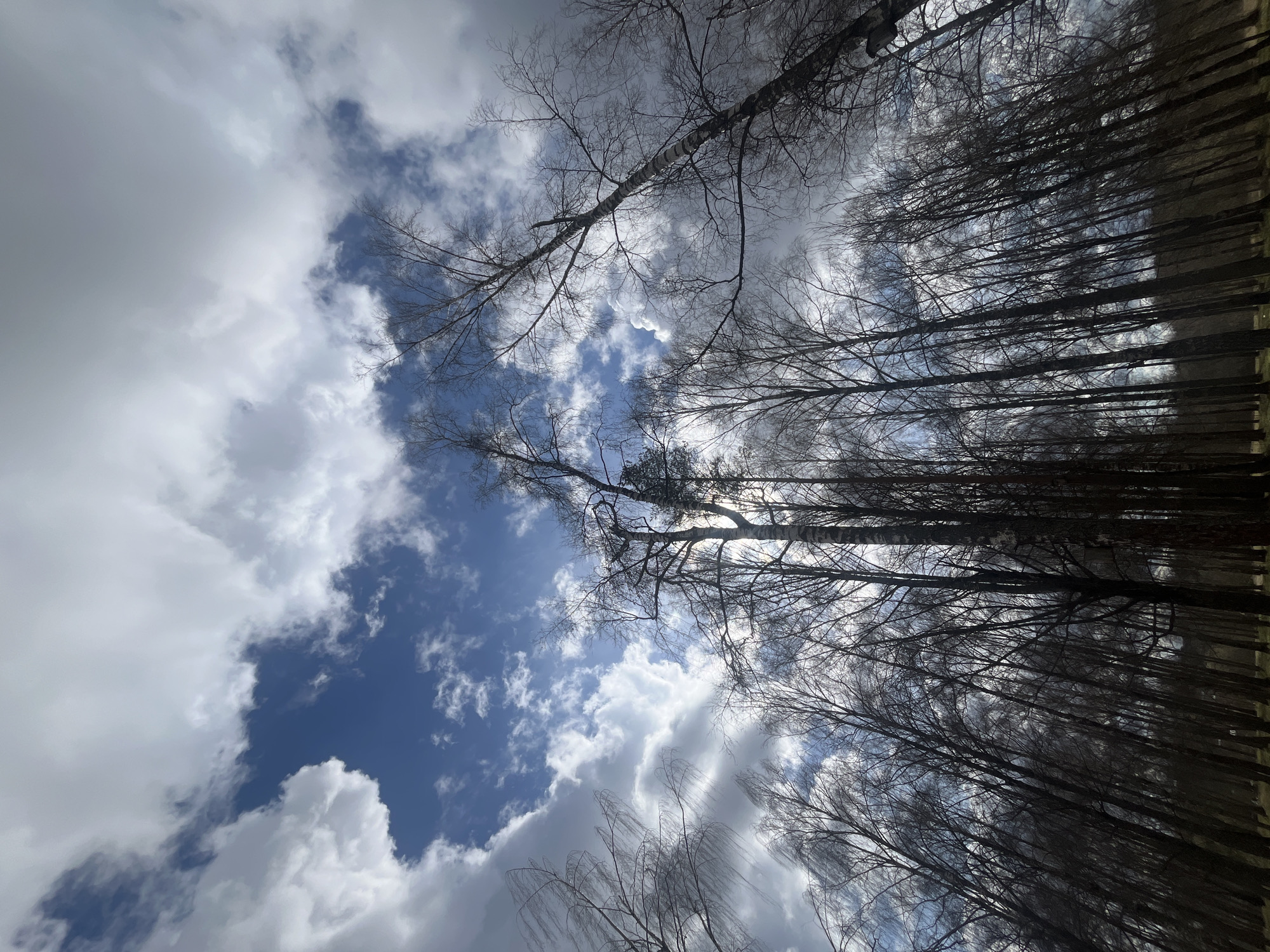 The image depicts a low-angle view upwards into the sky, featuring a mix of cumulus clouds and clear blue patches. Silhouetted against the sky are numerous bare tree branches, suggesting a late autumn or winter scene. The trees appear to be in a wooded area, possibly within a park or forest. There are no people visible. The image captures a natural environment with the interplay of clouds and tree branches as primary subjects. The exact location within Vysokovsk, Russia, cannot be determined from the image alone.