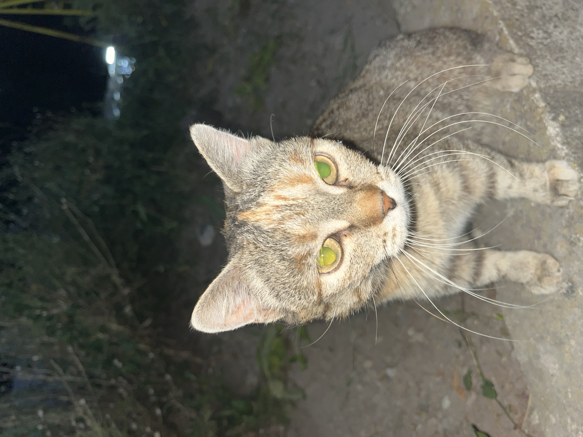 A tortoiseshell cat with bright green eyes is sitting on a concrete surface in a low-light outdoor environment. The cat is facing the camera and is the central subject of the image. Its fur has tabby markings of brown, gray, and patches of orange. Long white whiskers fan out from its muzzle. The background is dark and out of focus, with some blurred greenery and distant lights suggesting an urban or suburban setting at night. The ground is a rough, stony texture. The image was taken in the city of Shumen, Bulgaria.