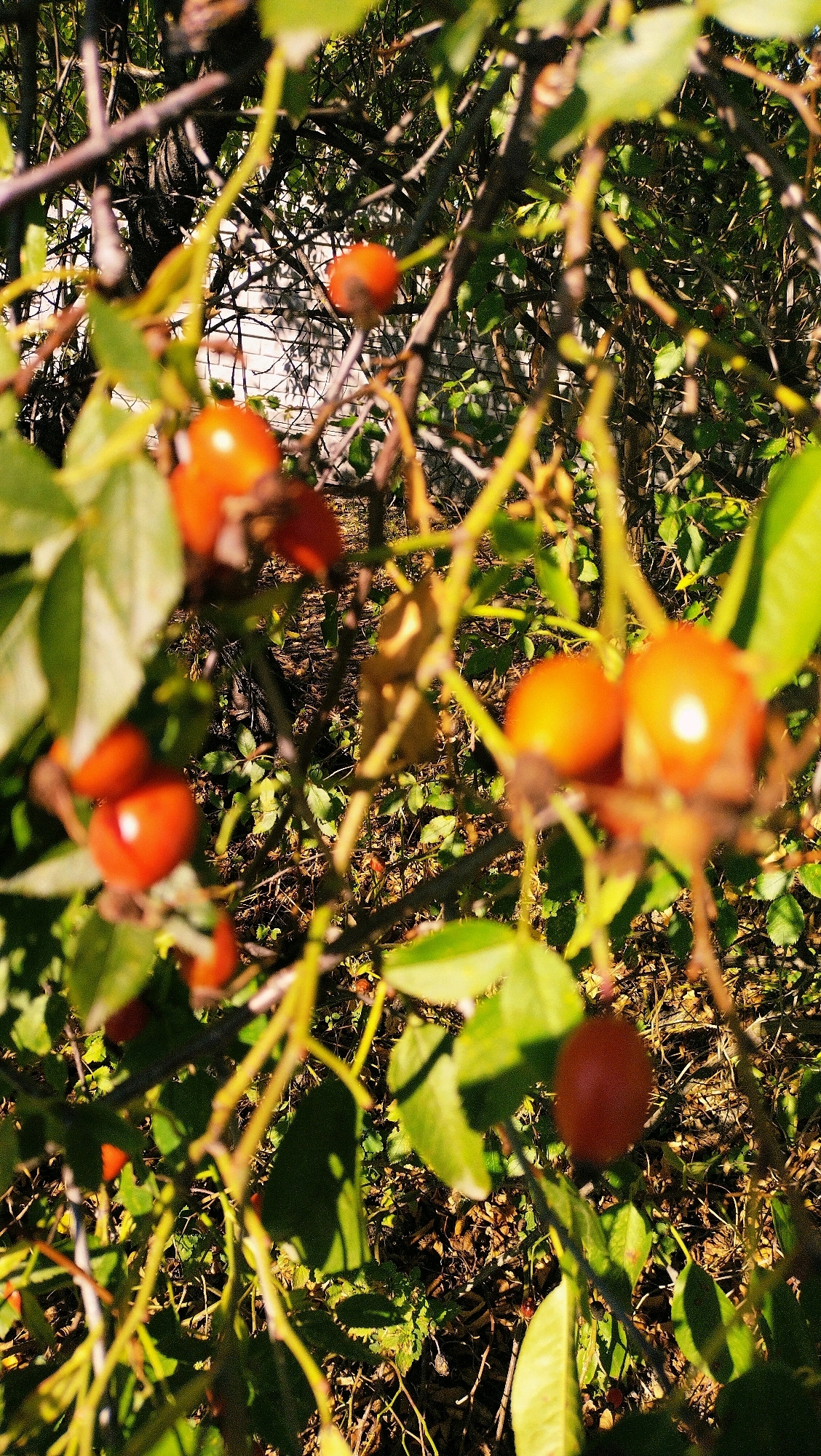 The image shows a close-up view of rose hips on a thorny bush. The rose hips are round and vary in color from deep red to orange. Several are in sharp focus, while others are blurred, indicating a shallow depth of field. Green leaves and thin, brown branches fill the frame, with sunlight filtering through the foliage, creating areas of bright light and shadow. The background is a blur of green and brown, suggesting a natural outdoor environment. There are no people or animals visible in the image. The scene is set in a dense bush with many thorny branches, characteristic of wild rose bushes. The specific location in Horishni Plavni, Ukraine, cannot be determined from the visual information alone.