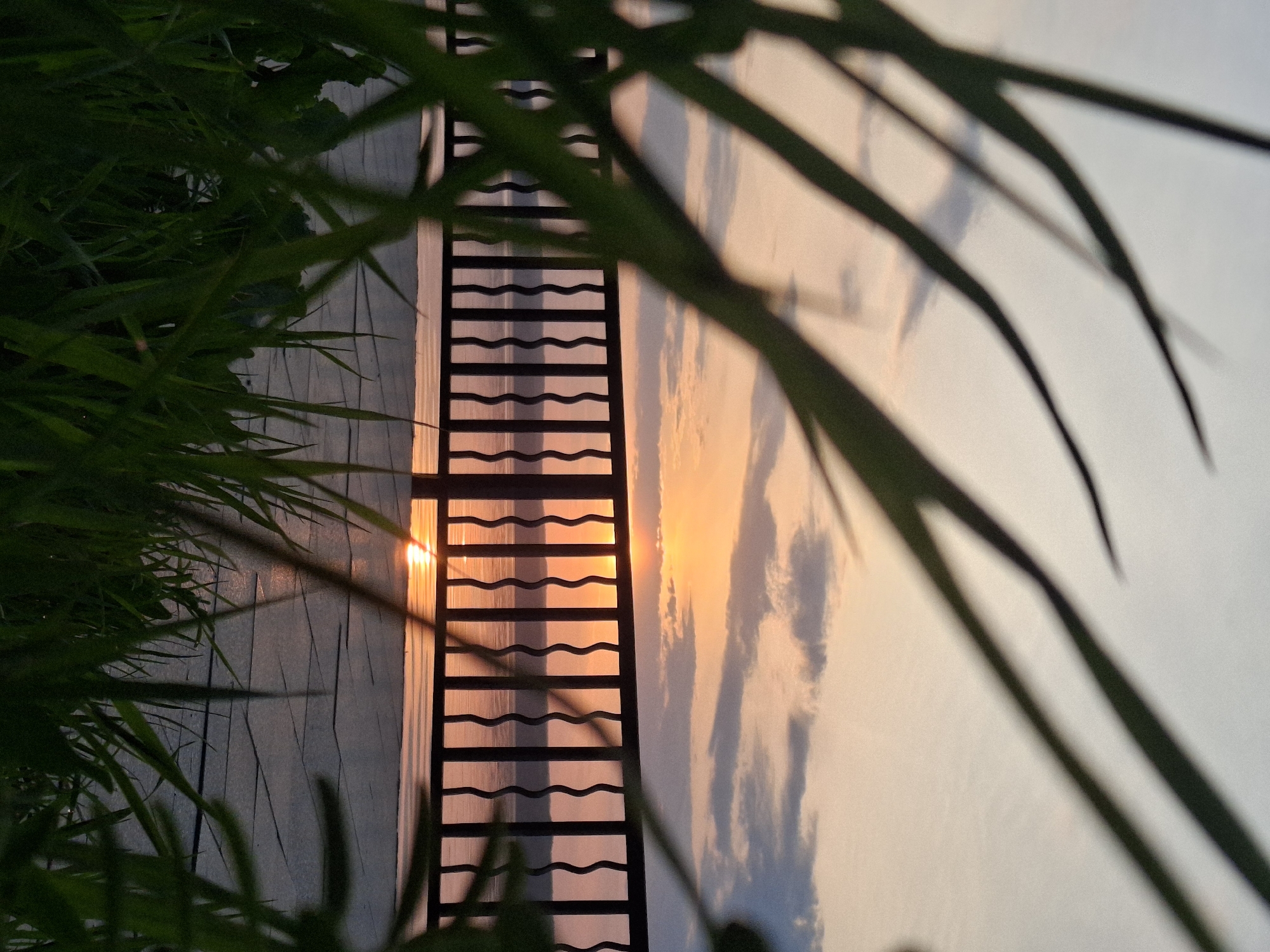 The image captures a serene outdoor scene, looking through lush green foliage towards a window or grate during either sunrise or sunset. The perspective is framed by out-of-focus, long green leaves, likely tall grass or bamboo, which occupy the foreground and parts of the midground, creating a natural vignette.
Central to the composition is a dark, possibly metal, structure resembling a window grate or decorative panel. It features multiple horizontal bars with a distinct wavy or undulating pattern. Through and around this structure, a brilliant golden-orange light source, presumably the sun, is visible, casting a warm, vibrant glow across the entire frame. The sun's rays create bright flares as they pierce through the openings of the grate.
Behind the grate, a light-colored wall, possibly white or pale gray, is bathed in the warm, soft light. Beyond the wall and reflected on it, a pale, partly cloudy sky is visible, exhibiting soft pastel hues of orange, pink, and light blue, characteristic of dawn or dusk. The light creates subtle shadows and highlights on the wall's surface, reflecting the cloud formations.
The scene is devoid of people or any specific activity, focusing instead on the interplay of natural light, architecture, and foliage. The warm color palette and soft light evoke feelings of tranquility and peace. There are no identifiable landmarks or text visible within the image to explicitly confirm the location as Chaikovsky, Russia, but the conditions suggest clear weather with some cloud cover.