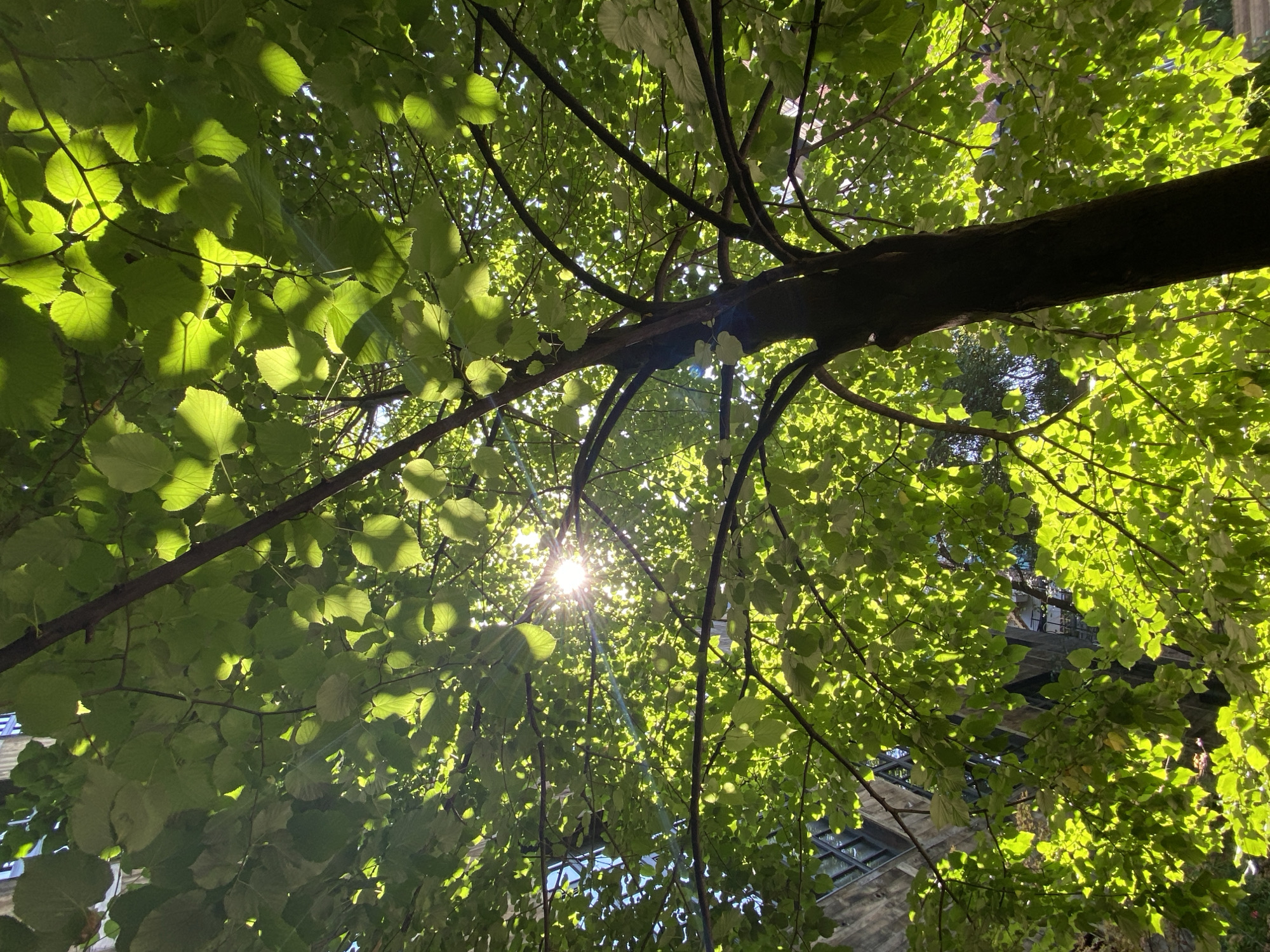 A low-angle shot captures the sun's rays piercing through the dense, green foliage of a tree. The sunlight creates bright highlights and dappled shadows on the leaves, which are predominantly in focus. In the background, the architecture of a building, likely in Tbilisi, Georgia, is partially visible through the leaves, characterized by stone facades and window details. The tree's dark trunk and branches occupy the lower right portion of the frame, contrasting with the illuminated canopy above. The scene conveys a sense of natural light filtering through an urban setting.
