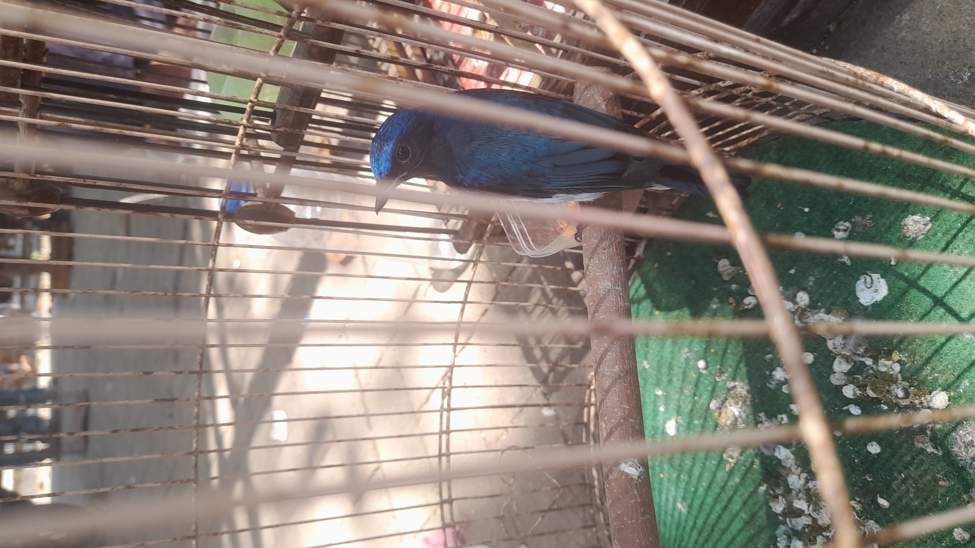 The image shows a dark blue bird with a metallic sheen, perched on a wooden dowel inside a birdcage. The bird is facing to the left, with its head slightly turned. The cage bars are visible in the foreground, obscuring some of the view. The birdcage appears to be located in an outdoor market setting in Pekalongan, Indonesia, as suggested by the blurry background which shows people's legs and feet, as well as what appears to be market stalls or temporary structures. The ground inside the cage is covered with green artificial turf, with several white and brown bird droppings scattered across it. A small plastic container, likely for food or water, is also visible inside the cage. The lighting suggests it is daytime.