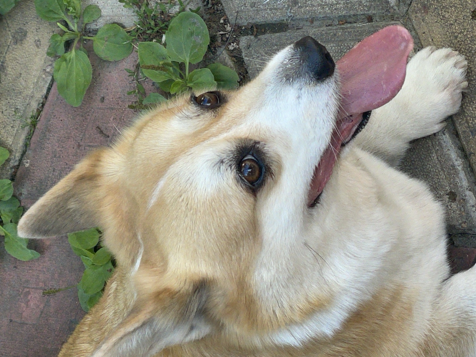 This is a close-up, eye-level shot of a light brown and white Corgi dog lying on a textured surface composed of concrete slabs and brickwork, with green vegetation growing between the cracks. The dog's head is the primary focus, with its tongue lolling out to the right. The dog's fur is fluffy, with distinct tan markings on its head and ears, and white fur around its muzzle and chest. Its eyes are dark brown and appear to be looking upwards and to the right. The background shows more of the brick and concrete path, with some green leaves. The scene appears to be outdoors, possibly in a park or backyard, in Sosnoviy Bor, Russia. There are no humans visible in the image.