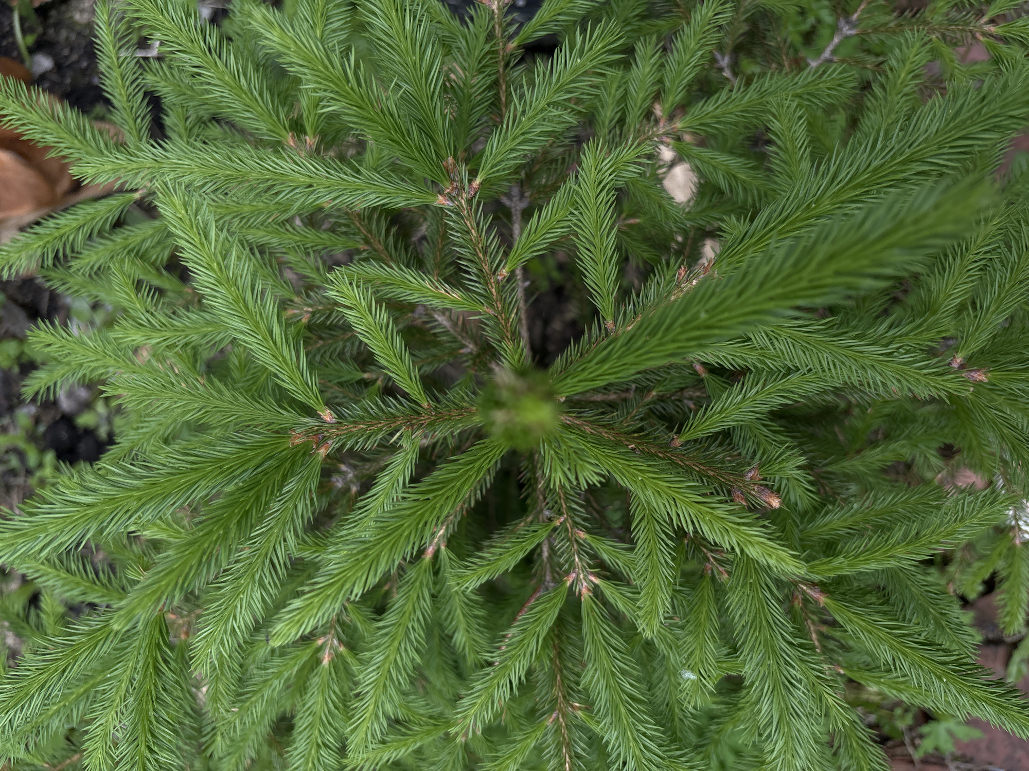 The image is a close-up, top-down view of a small evergreen tree, likely a spruce or fir seedling, with vibrant green needles. The needles are densely packed along the branches, which radiate outwards from the center of the frame. The background consists of dark soil and some blurred green foliage, suggesting an outdoor environment. There are no people or animals visible. The scene appears to be an unadorned, natural setting within Vishnevka, Russia, focusing on the intricate details of the young tree's growth.