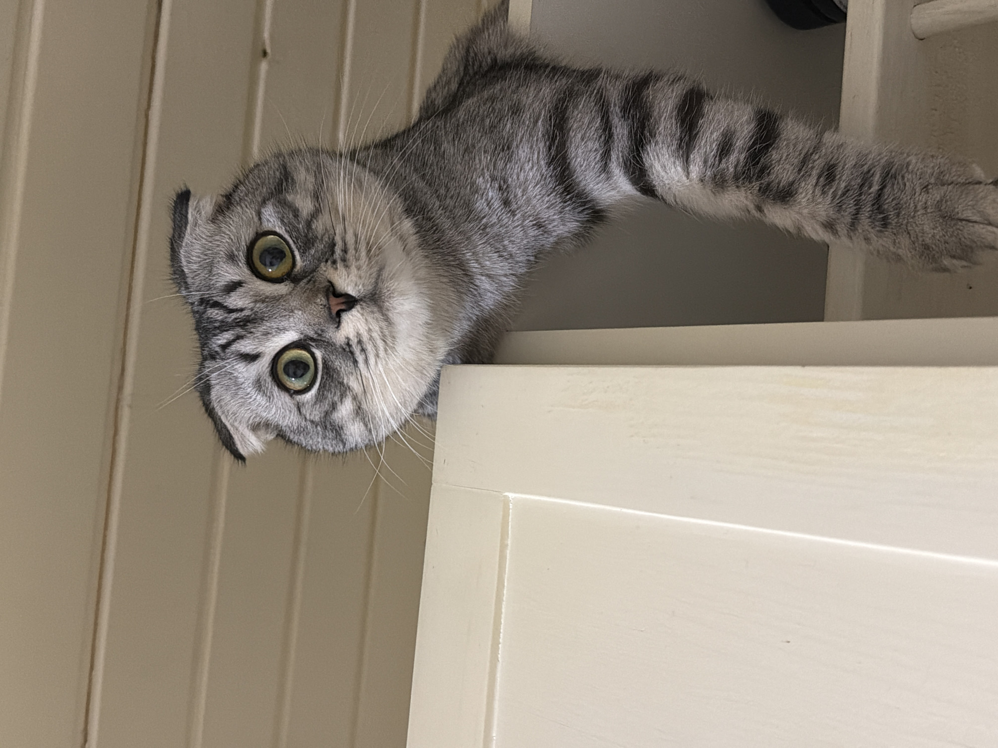 A Scottish Fold cat with grey tabby markings peers down from the top of a white cabinet. The cat has large, round, green eyes and folded ears. Its front paw extends over the edge of the cabinet. The background consists of white wooden planks. The location is potentially in Perm, Russia, based on previous user inputs.