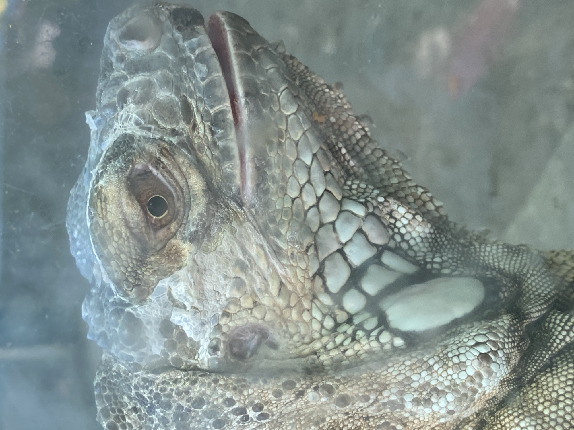 The image is a close-up, low-angle shot of an iguana's head. The iguana is viewed from the side, with its eye and mouth clearly visible. The scales on its head and neck are detailed, with a variety of textures and colors ranging from gray and brown to lighter shades of green and blue. The eye is dark and round, with a visible pupil. The mouth is slightly open, revealing a pinkish interior. The iguana appears to be behind glass, as evidenced by a slight blur and reflections in the image. The background is out of focus and appears to be a dimly lit enclosure, possibly an indoor habitat. There is no indication of the city of Belgrade, Serbia, in the image.