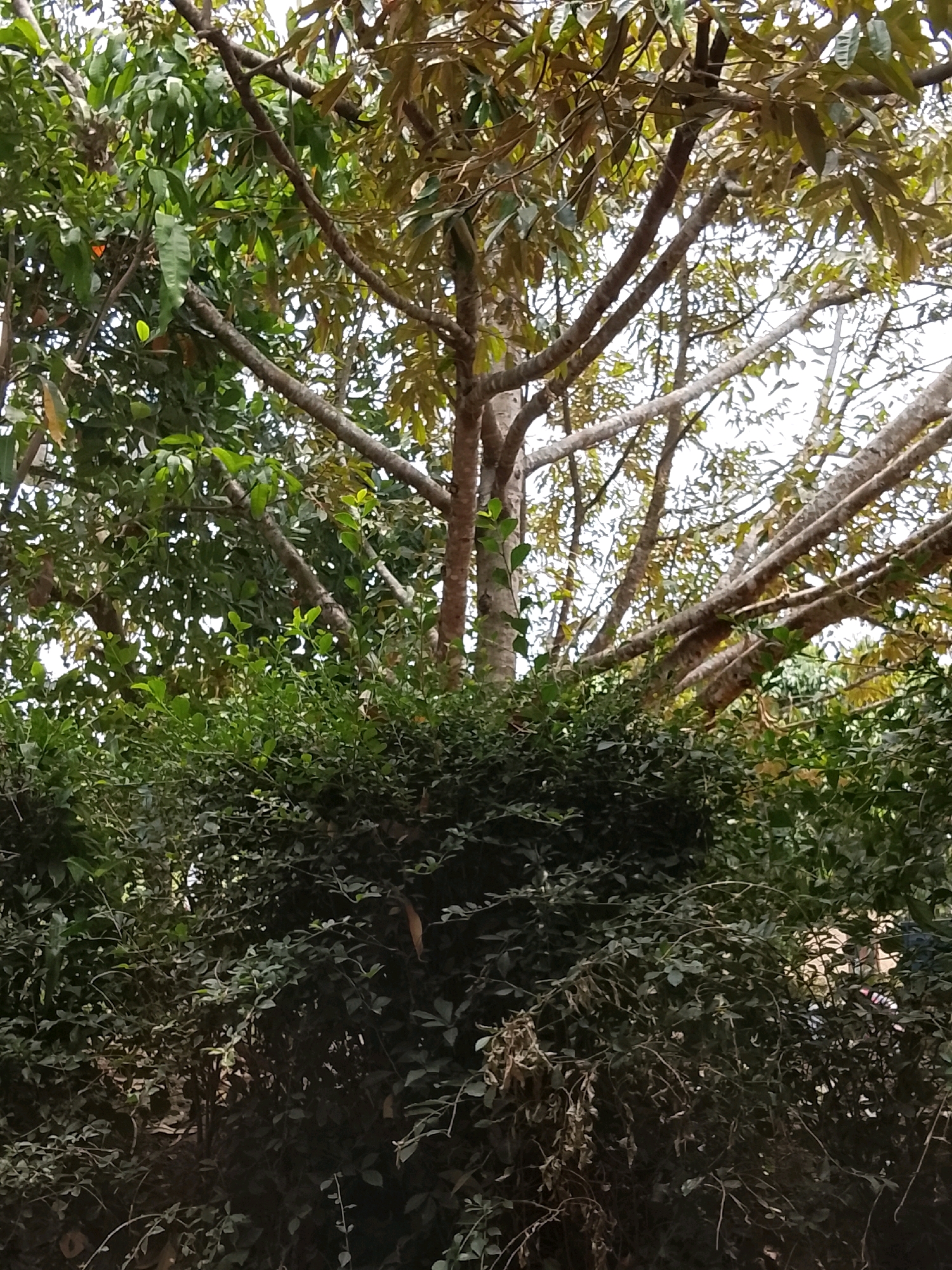 A dense, dark green shrubbery occupies the lower half of the frame, with thin branches and sparse leaves. Above the shrubbery, a large tree with thick, grey-brown branches extends upwards and outwards. The branches are bare in some areas, while others are covered in clusters of leaves, some of which are a muted green and brown, suggesting it may be autumn or a dry season. The sky is visible through the thinner parts of the tree canopy, appearing bright and overcast. The image appears to be taken outdoors, in a natural setting, potentially a garden or a park within the city of Salatiga, Indonesia, given the presence of lush vegetation and mature trees commonly found in tropical climates. No people or specific objects are clearly identifiable within the frame.