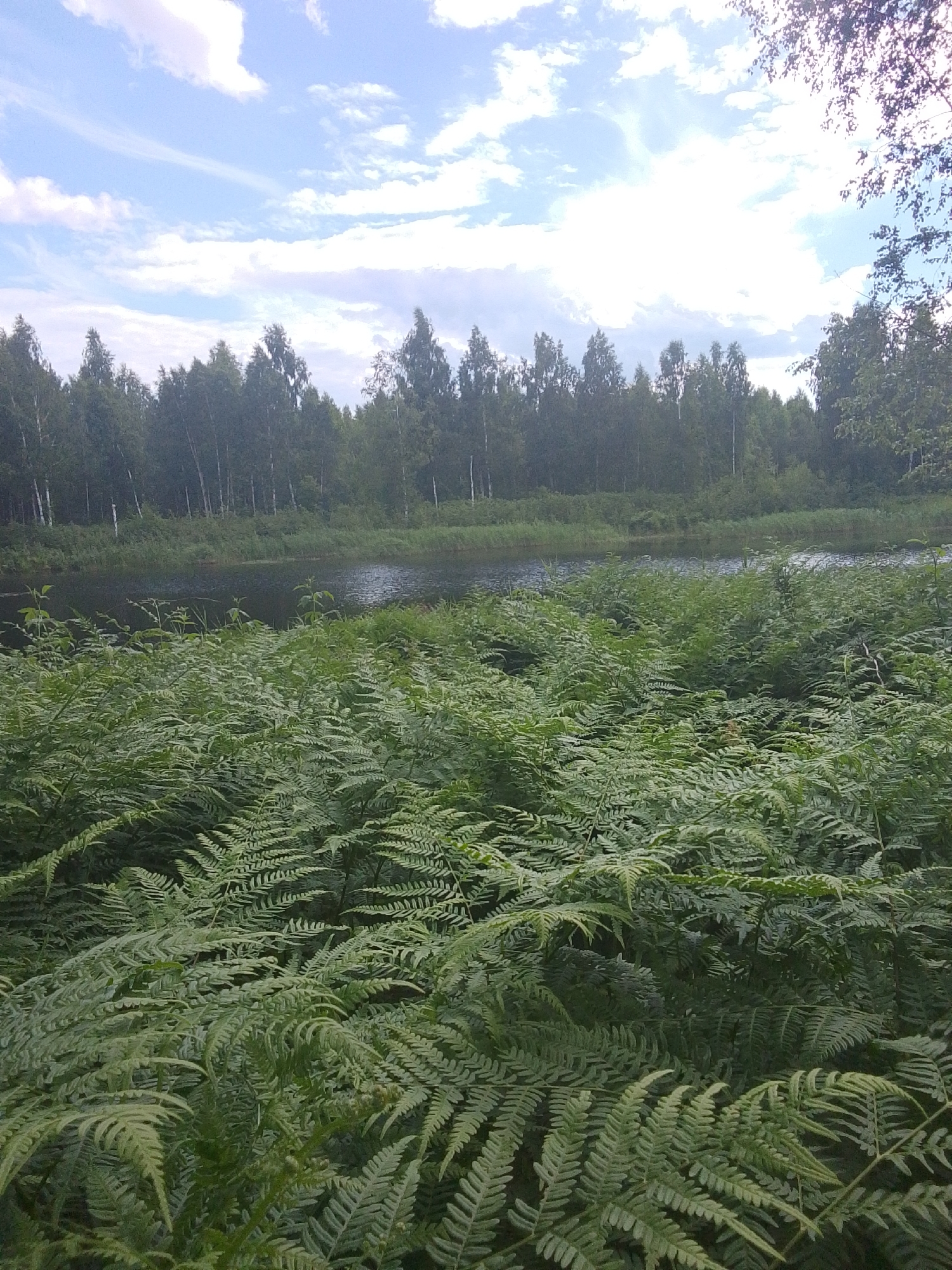 In the foreground of the image, a dense growth of ferns fills the lower half of the frame, with their fronds creating a textured carpet of green. Beyond the ferns, a dark, calm body of water stretches across the middle ground, its surface reflecting the sky. The far bank of the water is lined with a dense forest of tall, slender trees, predominantly birches, with a few darker evergreens interspersed. The trees form a thick green wall against the horizon. Above the forest, a bright, partly cloudy sky dominates the upper portion of the image. The clouds are white and wispy, set against a pale blue sky. The scene suggests a natural, undeveloped landscape, likely a wooded area near a body of water, fitting for a location such as the outskirts of Верея, Russia. There are no people or visible signs of human activity in the image.