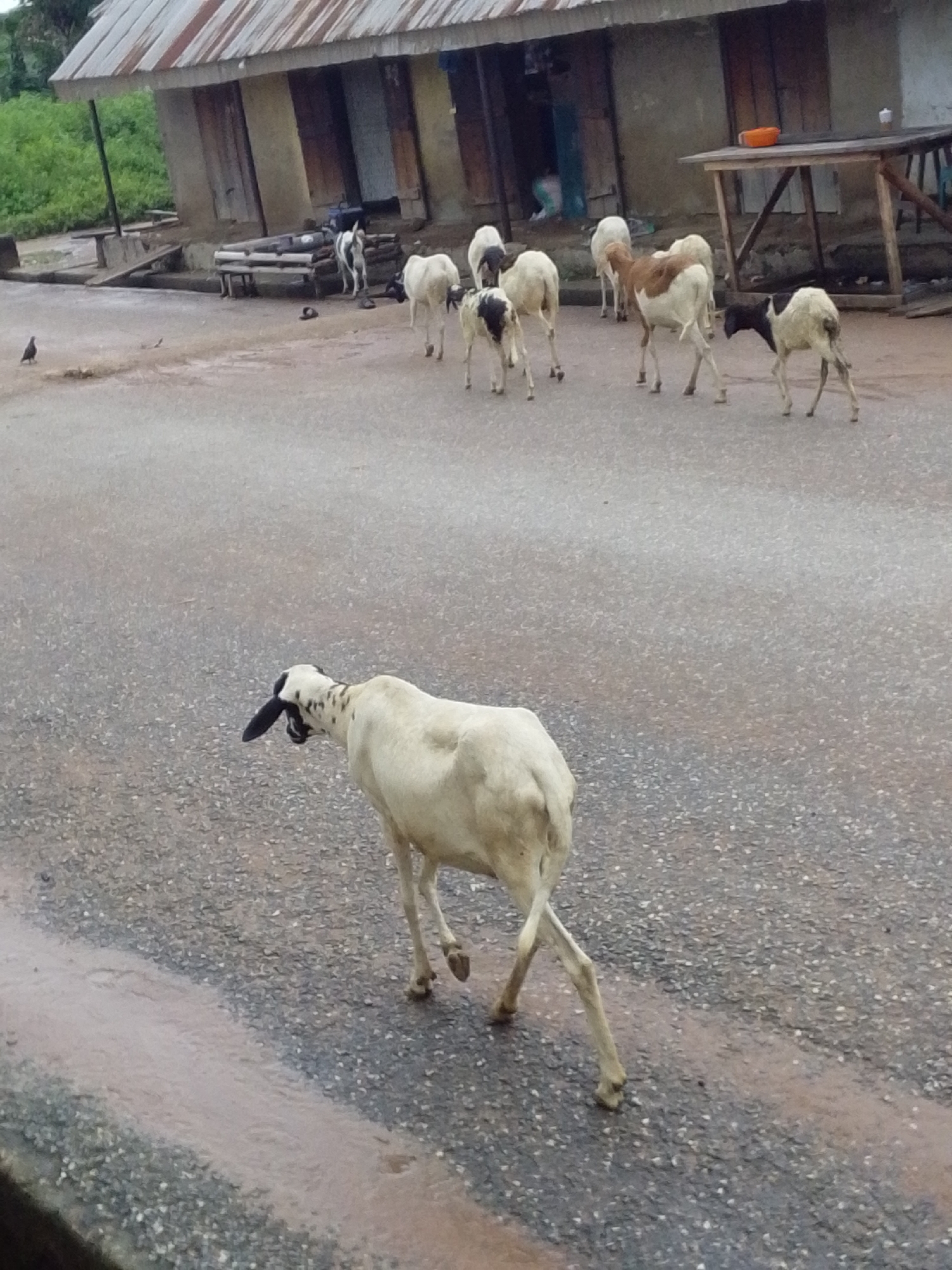 In Serti, Nigeria, a group of sheep, predominantly white with some brown markings, are walking on a paved road in front of a weathered building with a corrugated metal roof. The building appears to be a residential or commercial structure with multiple doorways. A wooden table and chairs are visible to the right of the building. The road is wet in some areas, indicating recent rain or a water source. The sheep are dispersed across the road, some grazing, others moving. One sheep in the foreground is white with black markings on its head and appears to be walking away from the camera. The environment suggests a rural or semi-urban setting.
