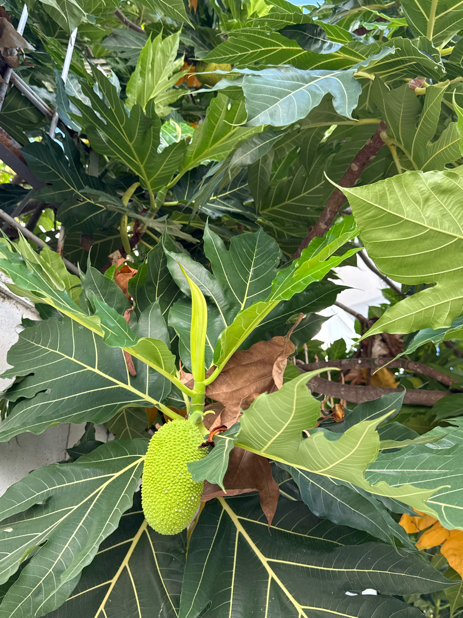 The image shows a close-up view of a breadfruit tree with a green, unripe breadfruit hanging from a branch. The tree has large, dark green leaves with prominent light-colored veins. Some brown, dry leaves are also visible. The breadfruit is oval-shaped and covered in small, hexagonal bumps. The surrounding environment appears to be lush and tropical, consistent with the climate of Nha Trang, Vietnam. There are no people or animals visible in the image. The image is taken in daylight, likely outdoors.