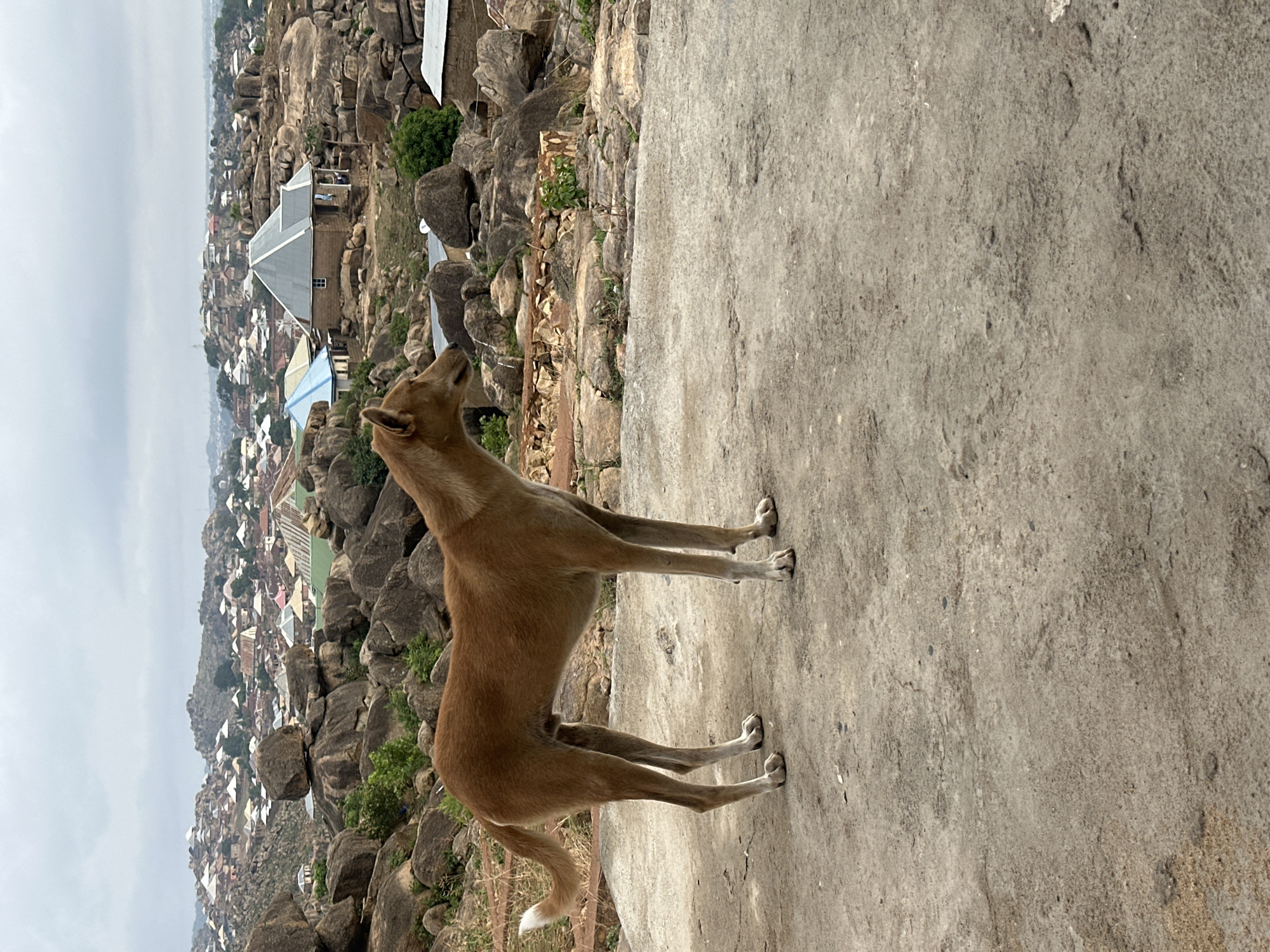 A medium-sized, tan-colored dog with a white-tipped tail stands on a gray concrete surface, its head tilted upward. The background reveals a dense urban landscape nestled among large rock formations. The location is the city of Jos, Nigeria. Buildings with roofs of various colors, including silver and blue, are visible among the rocks. The sky is overcast.