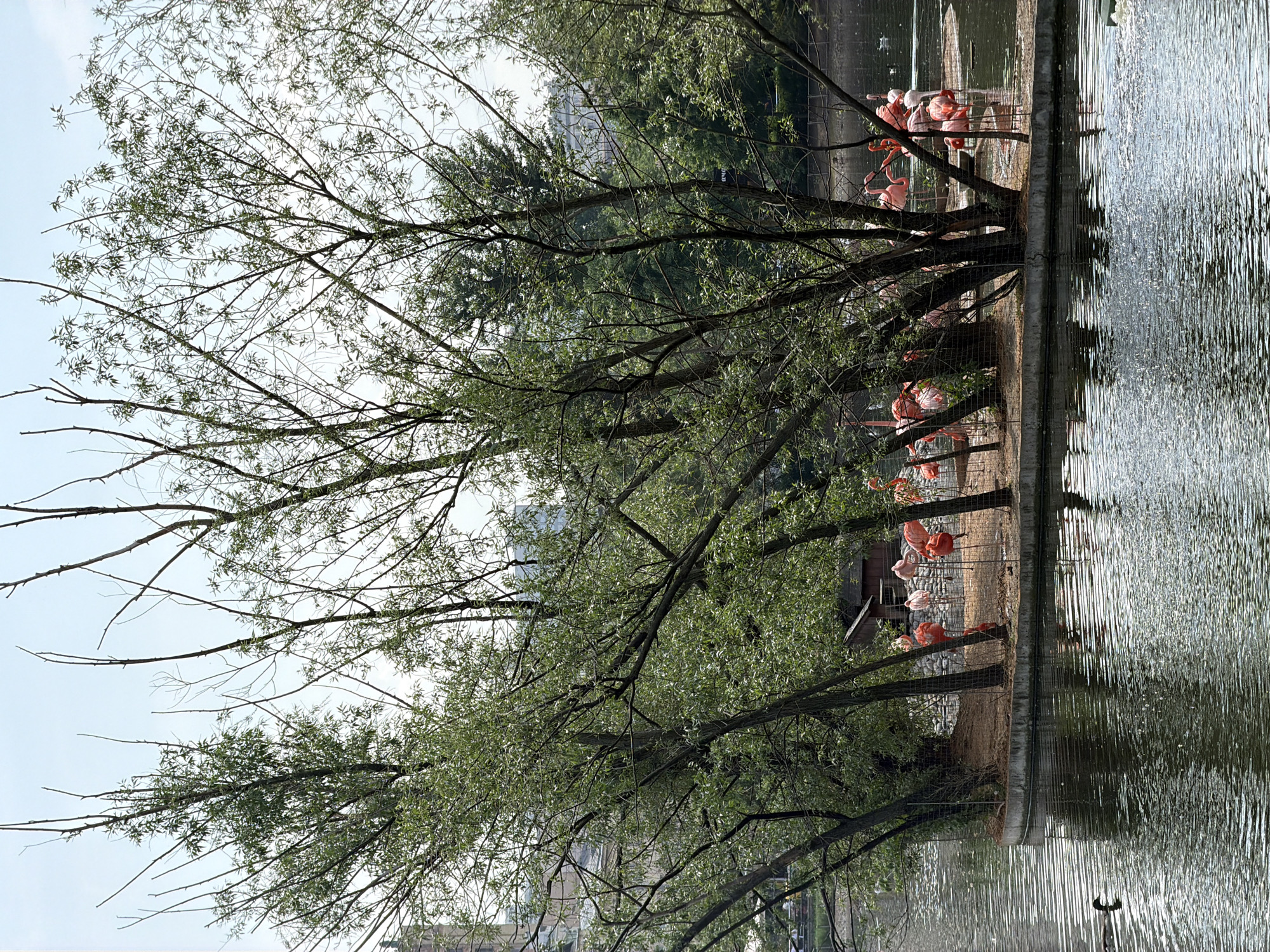 The image shows a group of pink flamingos standing near a body of water in a park-like setting, possibly a zoo. The flamingos are enclosed by a wire fence and are near a small wooden structure. Trees with sparse leaves are in the foreground, partially obscuring the view. The water's surface shows ripples and reflections. Based on visual elements and likely context, it's suggested that the location may be within a city, possibly Moscow, Russia.