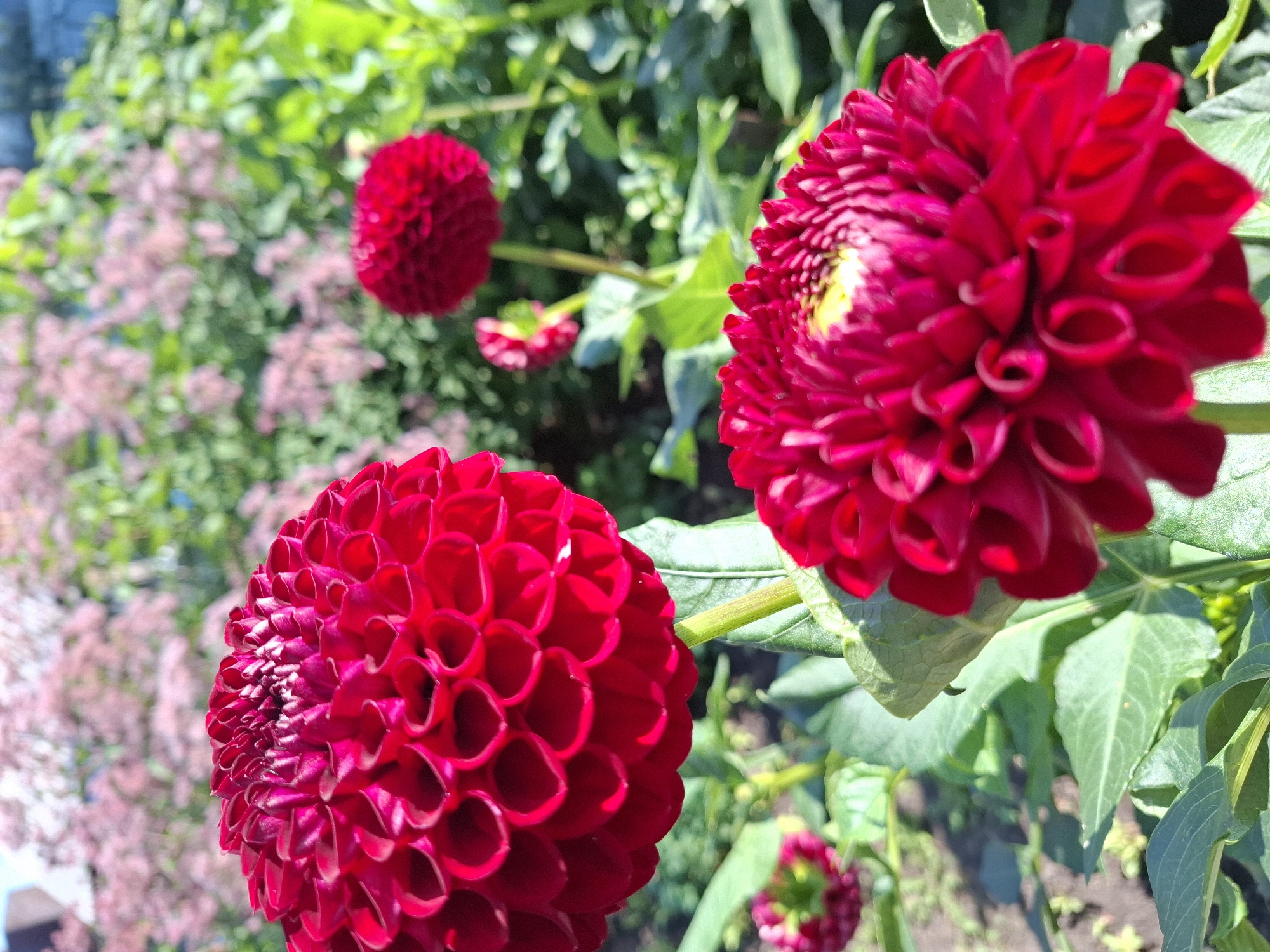 The image shows a close-up of several red dahlia flowers in a garden setting. The flowers have many layered petals and a spherical shape. In the background, there are other flowers, foliage, and a hint of a building structure, suggesting an outdoor residential area. The lighting indicates it is daytime. This scene is consistent with gardens found in Tyumen, Russia, where dahlias are commonly grown.