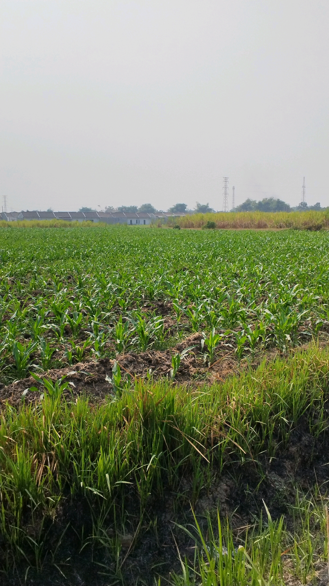 The image shows a vast, verdant cornfield under a hazy, pale sky. The young corn plants are neatly arranged in rows, with dark, tilled soil visible between them. In the foreground, a strip of rough, green grass runs along the edge of the field. In the middle ground, a line of houses with red roofs extends across the horizon, suggesting a residential area bordering the farmland. Beyond the houses, a few power transmission towers are visible, indicating proximity to infrastructure. The overall environment appears to be rural or semi-rural, typical of agricultural areas like Mlirip, Indonesia. There are no people visible in the image. The scene is peaceful and evokes a sense of agricultural cultivation.
