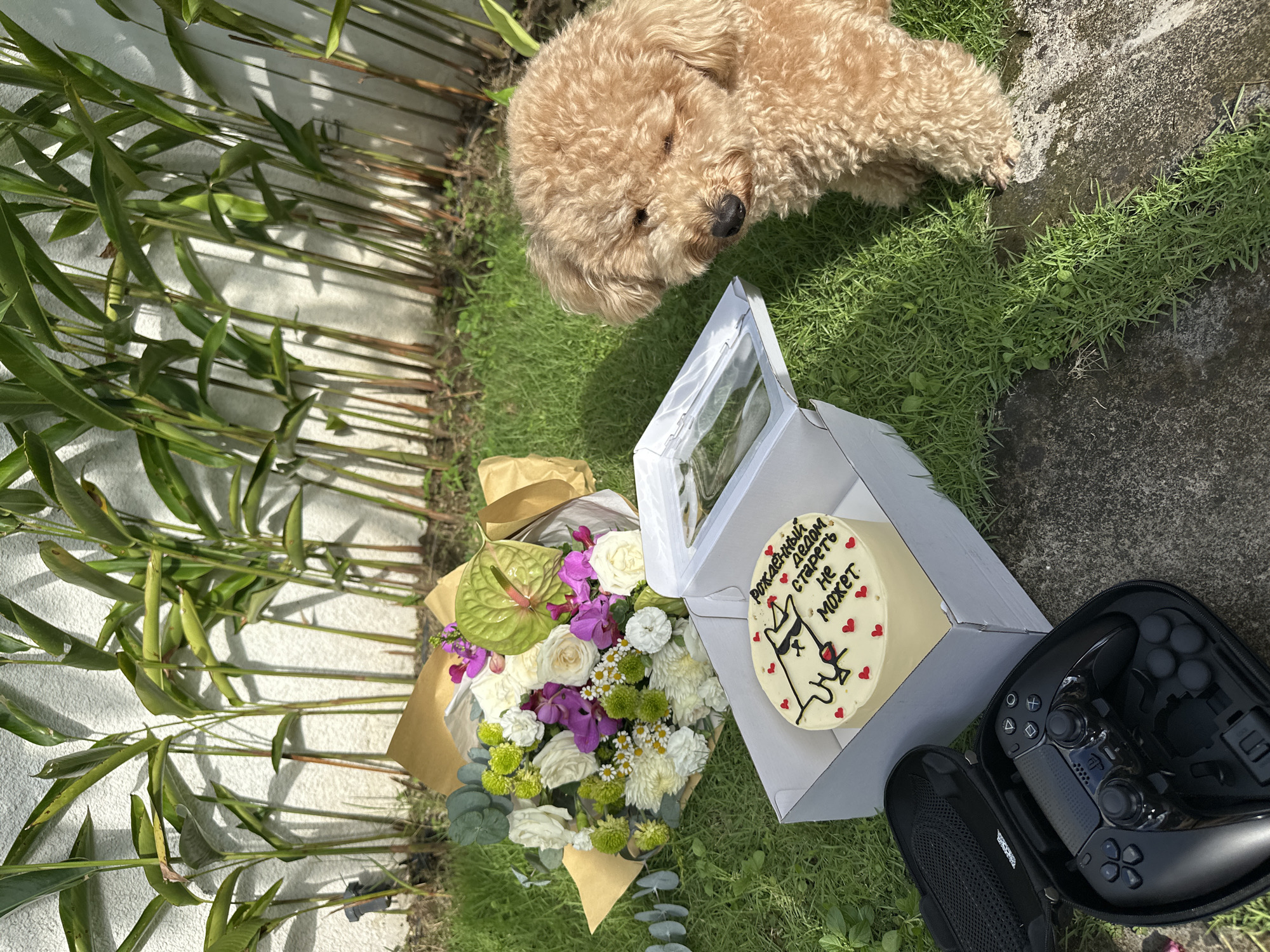 The scene depicts a small, fluffy, light-brown dog lying on green grass beside a cake in a white box, a bouquet of flowers wrapped in brown paper, and a black video game controller case, likely a PS5 DualSense, that is partially open. The cake has an image of a cool cat wearing sunglasses and the words “Рождённый дедом стареть не может.” In the background, there's a white wall obscured by green leafy plants. The image was taken in North Kuta, Indonesia.