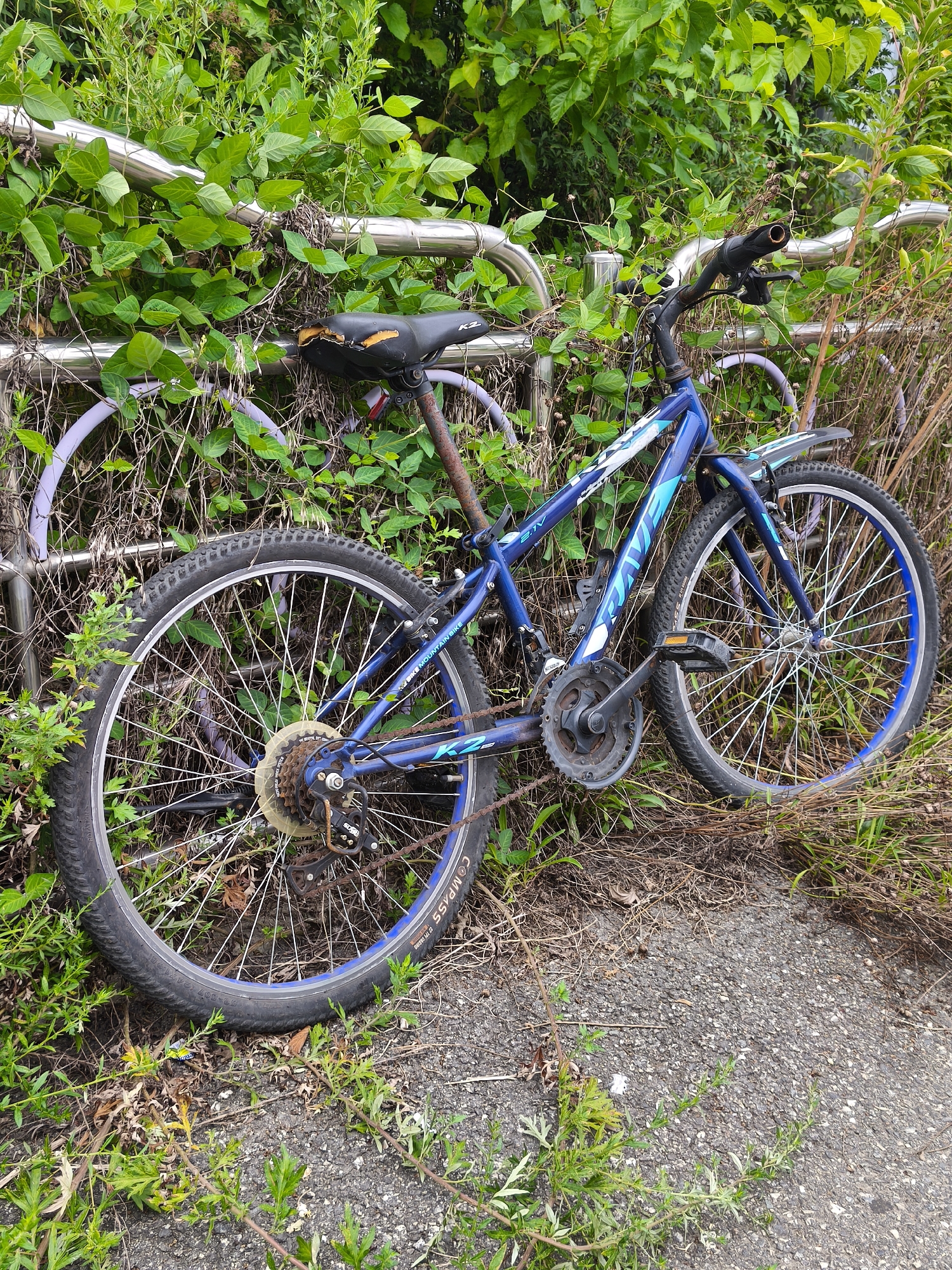 A blue bicycle with a rusted frame is leaning against a metal railing, partially obscured by lush green vegetation. The bicycle, a mountain bike, has a black seat that is torn and shows yellow padding. Its handlebars are black and slightly rusty. The bicycle's wheels are black with blue rims, and the tires have visible tread patterns. The drivetrain and chain are also visible and appear worn. The bicycle is positioned on an asphalt surface, with dry grass and weeds growing around it. The background consists of dense green foliage and a silver metal railing that curves to the left. The scene is outdoors, with natural lighting. The location is identified as Asan-si, South Korea. There are no people or animals present in the image.