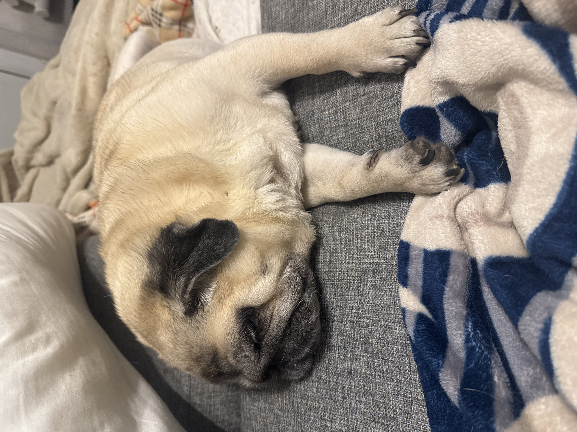 The image shows a fawn-colored pug dog sleeping on a gray couch with a blue and white striped blanket underneath its paws. The dog's face is in profile, with its eyes closed. The background includes a beige blanket and a white pillow. There is no indication of the specific location within Bishkek City, Kyrgyzstan.