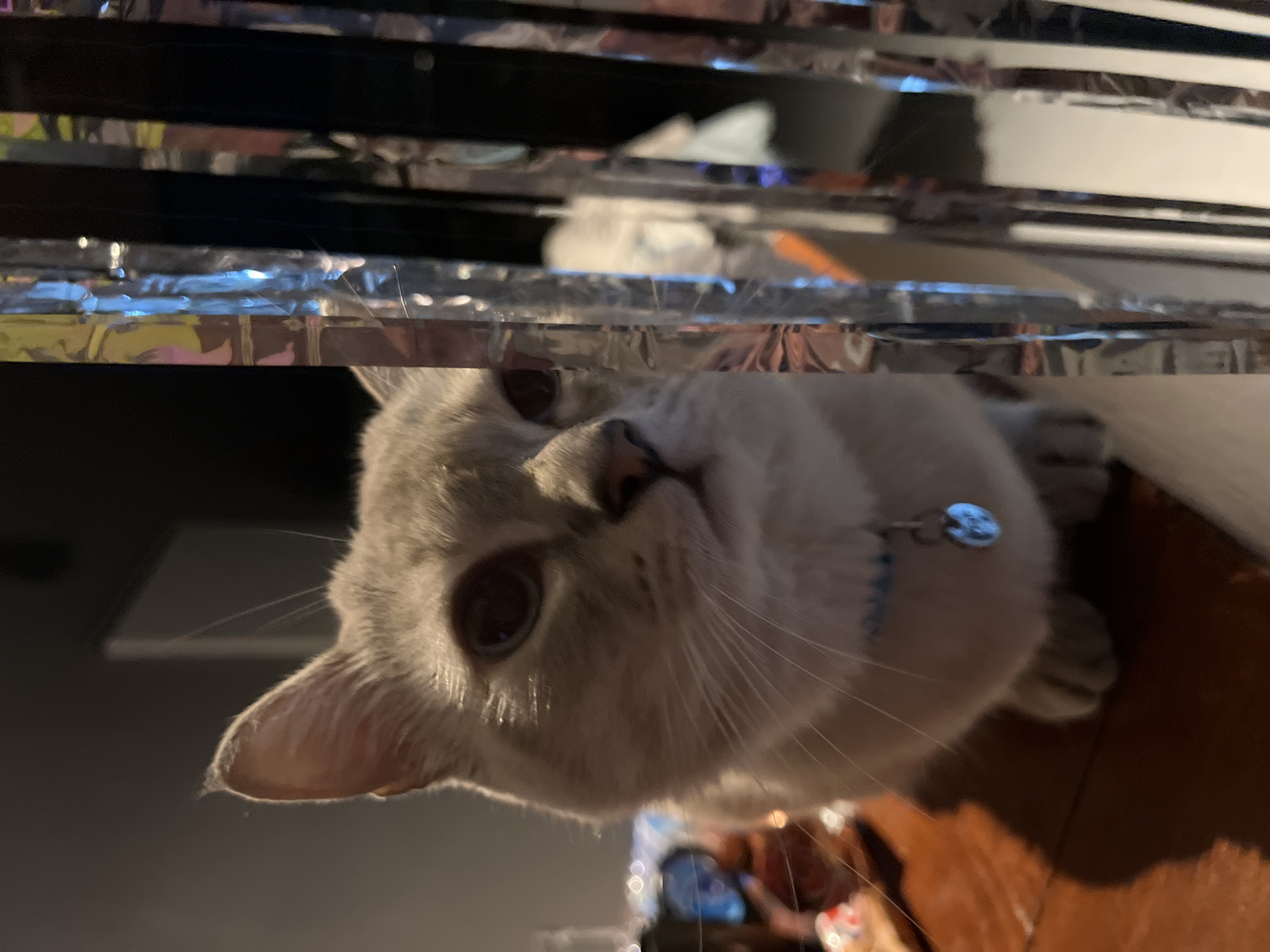 A close-up, eye-level shot features a light gray cat with darker points on its ears, face, and legs. The cat is positioned on a wooden surface to the left of the frame, partially obscured by vertical, reflective streamers. The cat's head is turned towards the viewer, with its mouth slightly open and its dark eyes looking forward. A blue collar with a silver heart-shaped charm is visible around its neck. The background is dark and out of focus, with hints of color reflected in the streamers. The scene is indoors, possibly in a domestic setting.